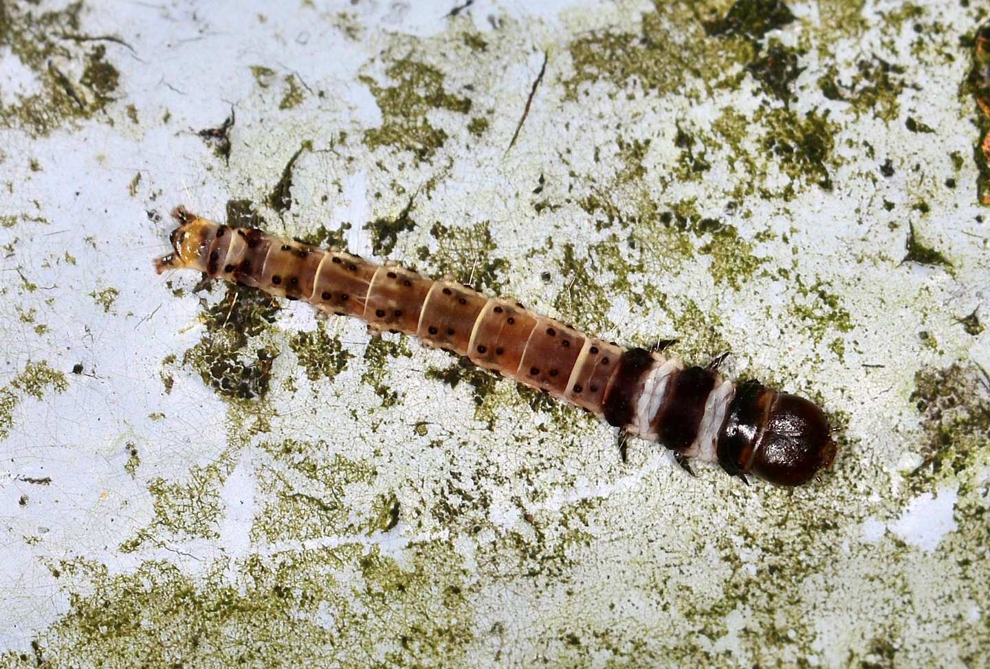 larva da determinare - Dichomeris ustalella, Gelechiidae