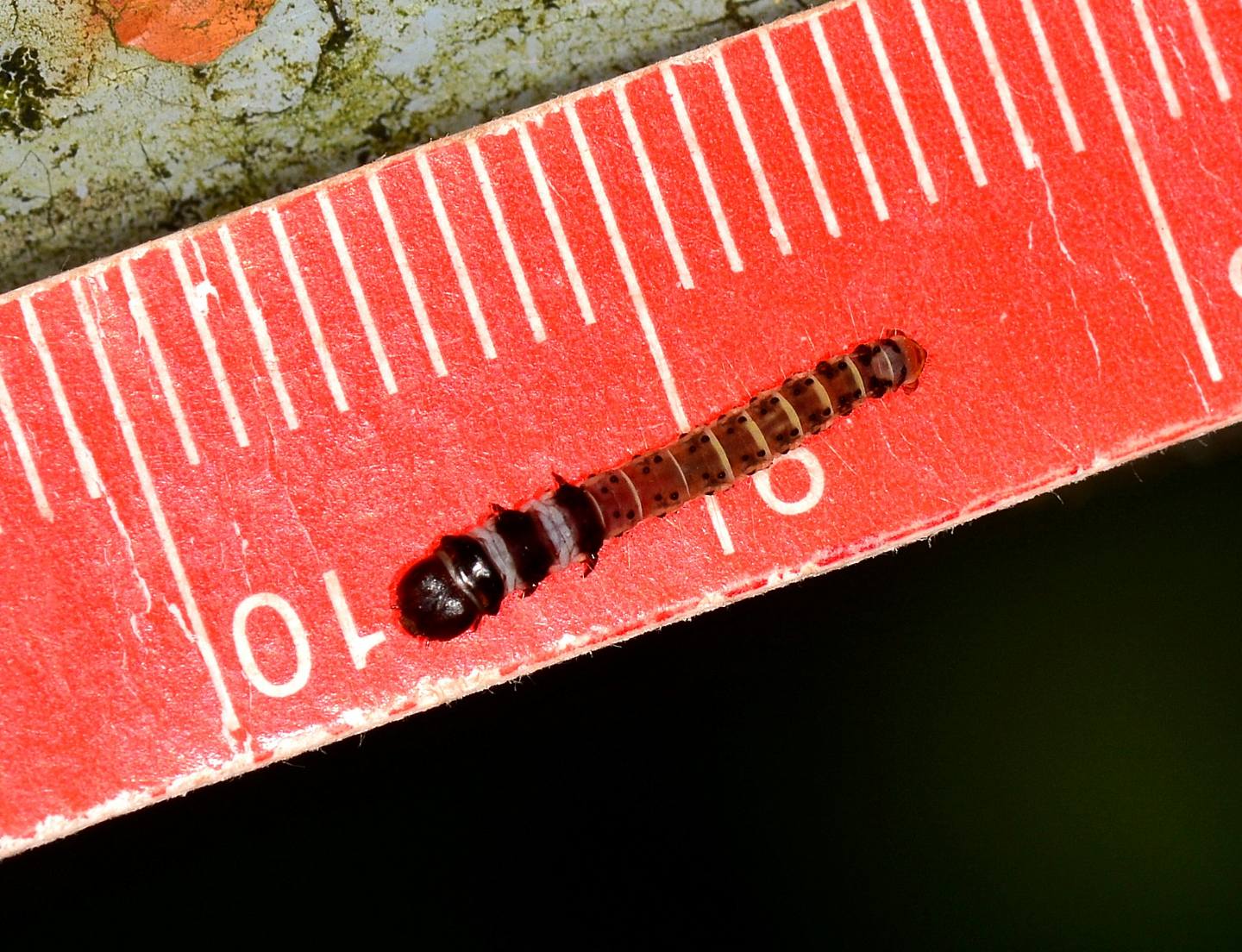 larva da determinare - Dichomeris ustalella, Gelechiidae