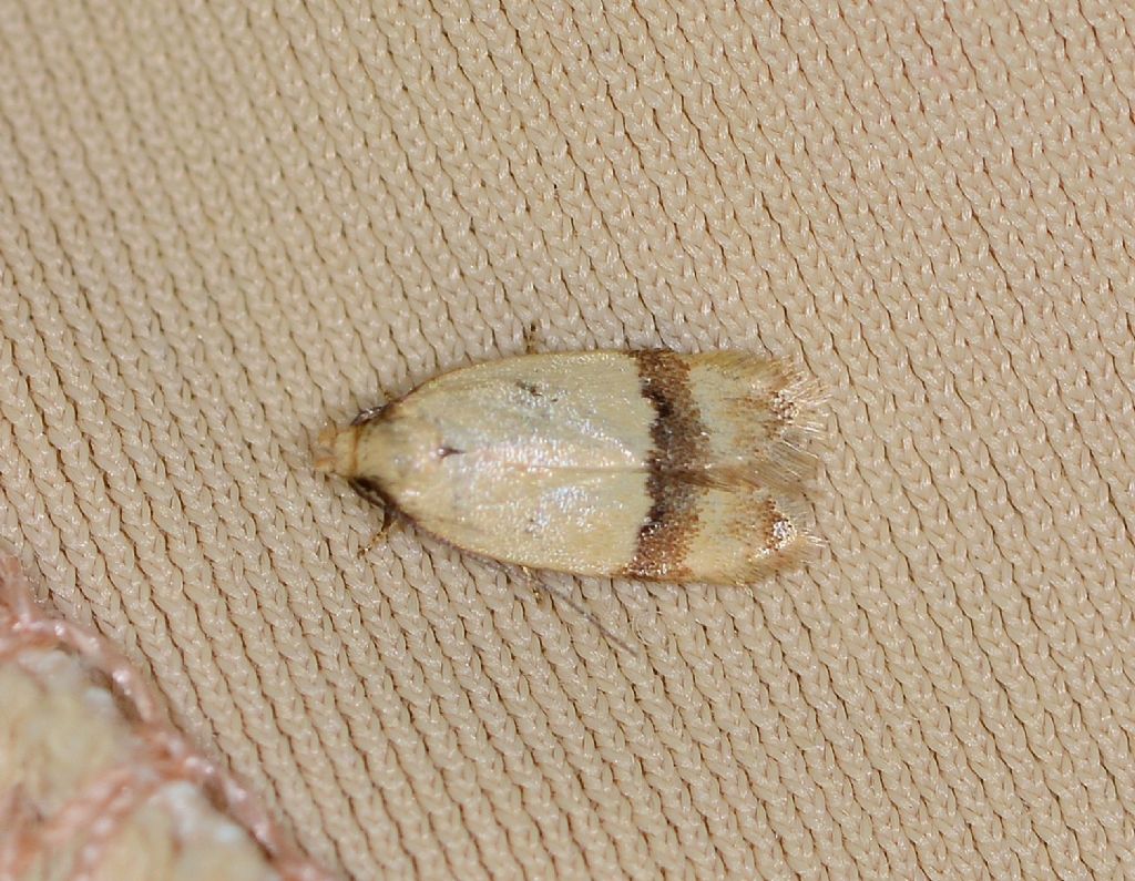 Non trovata - Odites kollarella, Lecithoceridae