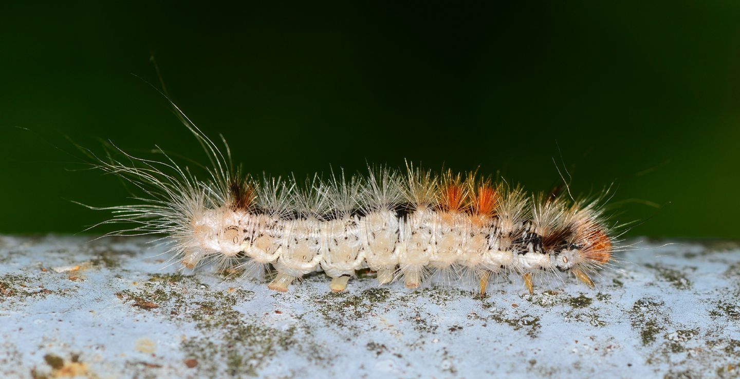 larva forse id - Colocasia coryli, Noctuidae