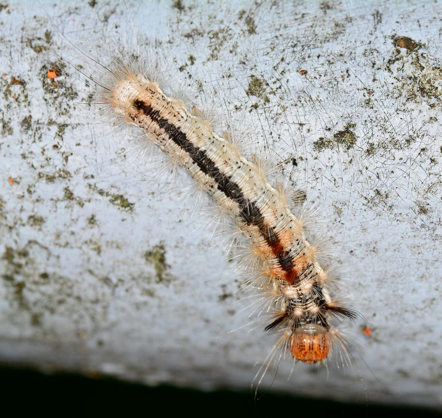 larva forse id - Colocasia coryli, Noctuidae