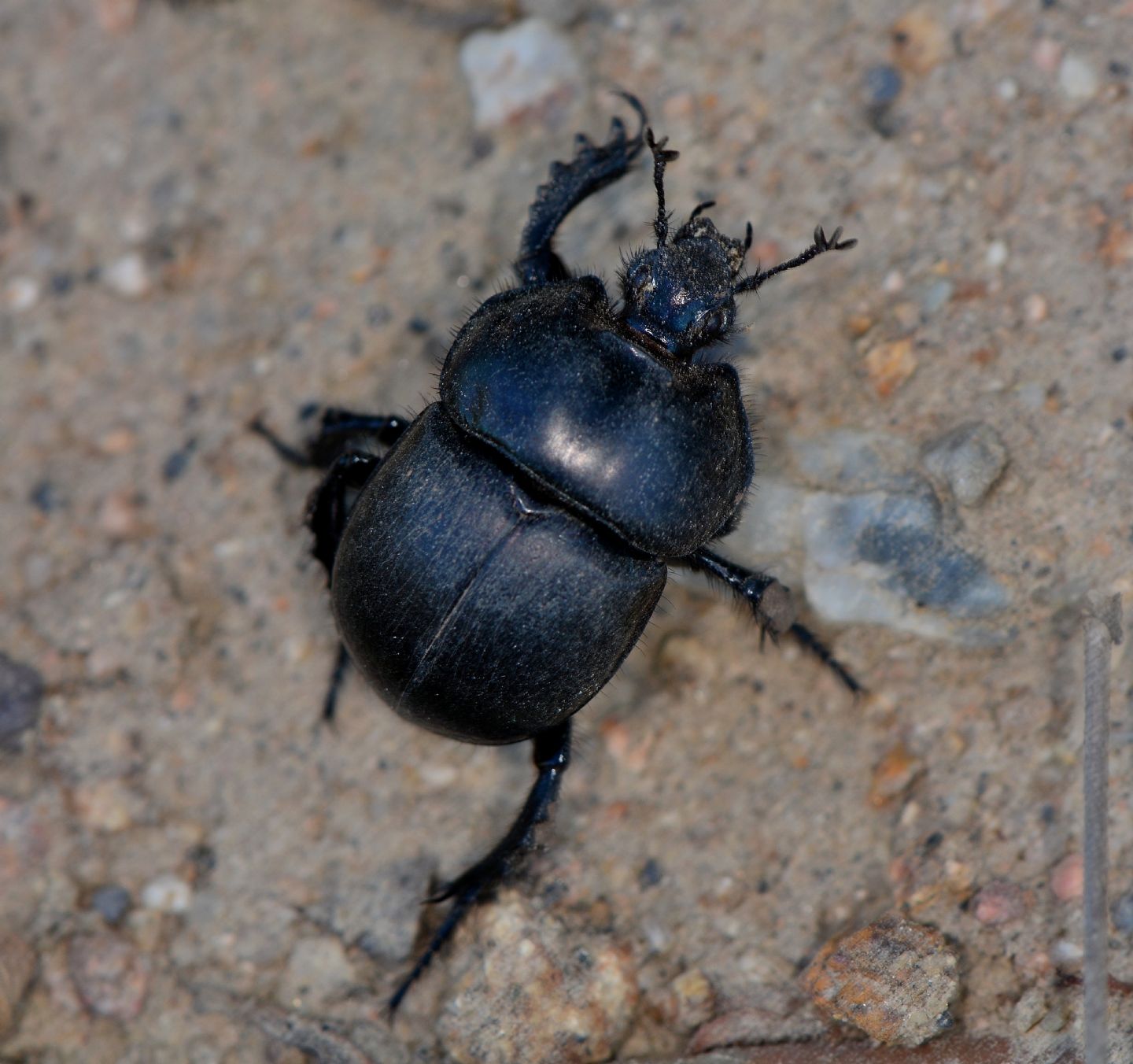 Geotrupidae: Chelotrupes hiostius, femmina