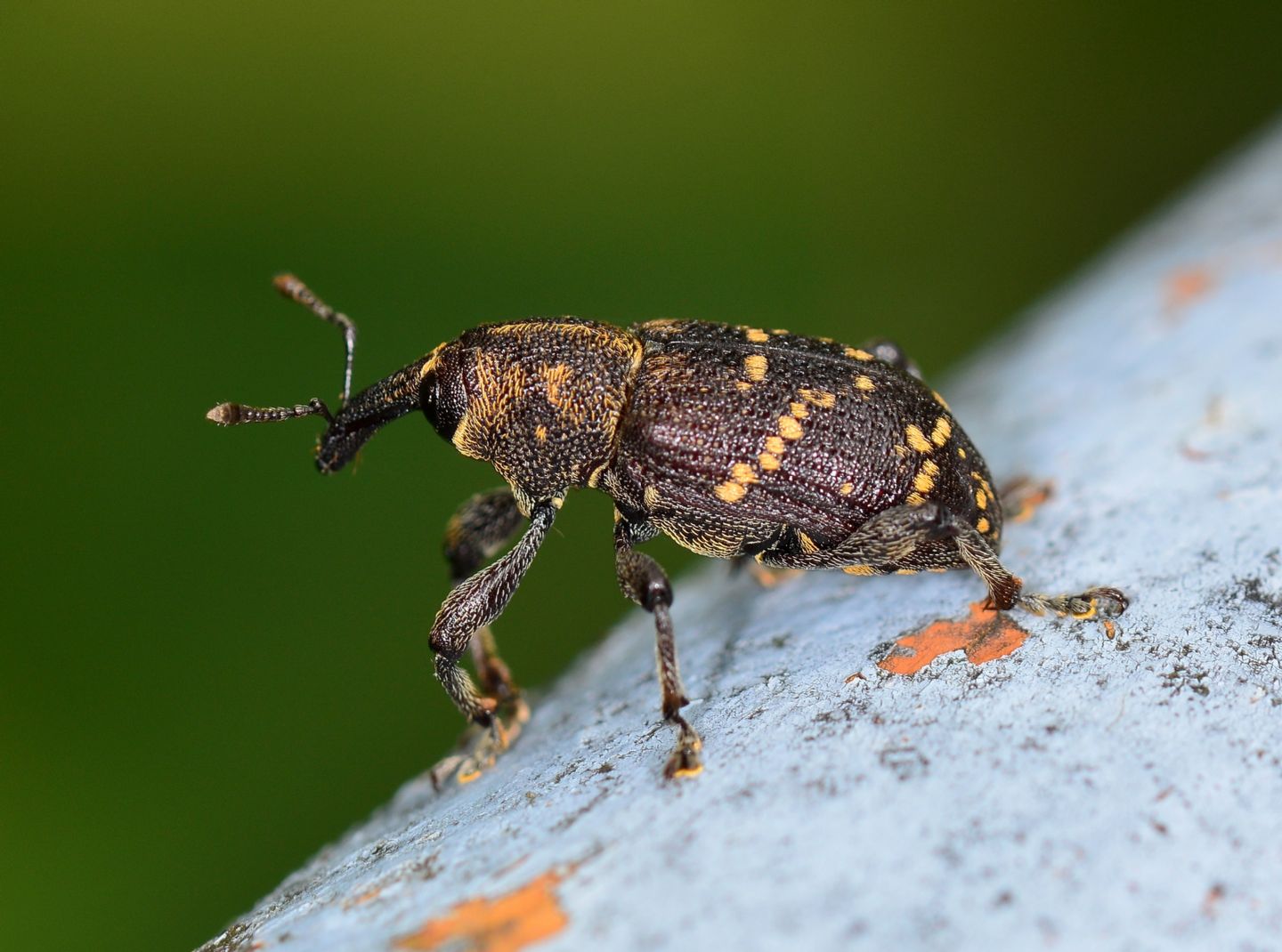 Curculionidae a pois:  Hylobius abietis