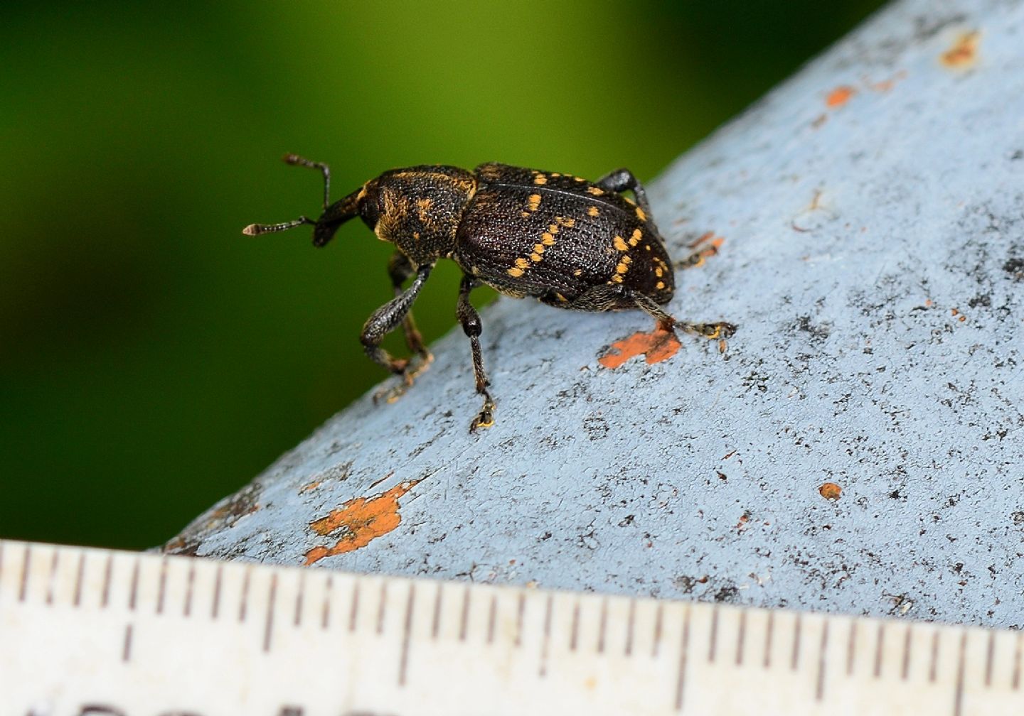 Curculionidae a pois:  Hylobius abietis