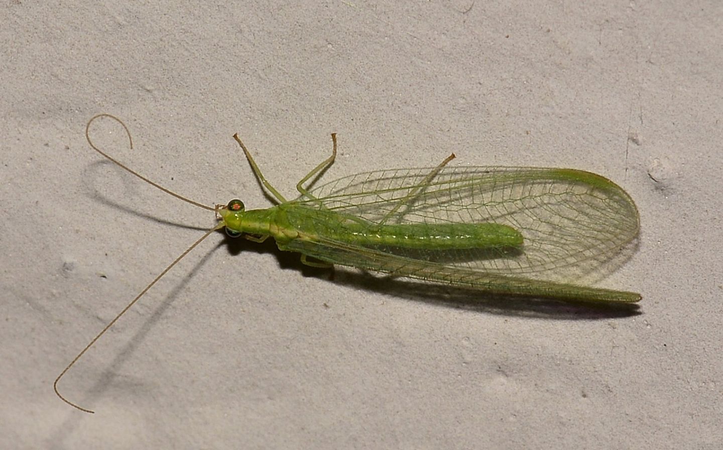 Chrysopidae del Giglio:  Chrysoperla agilis