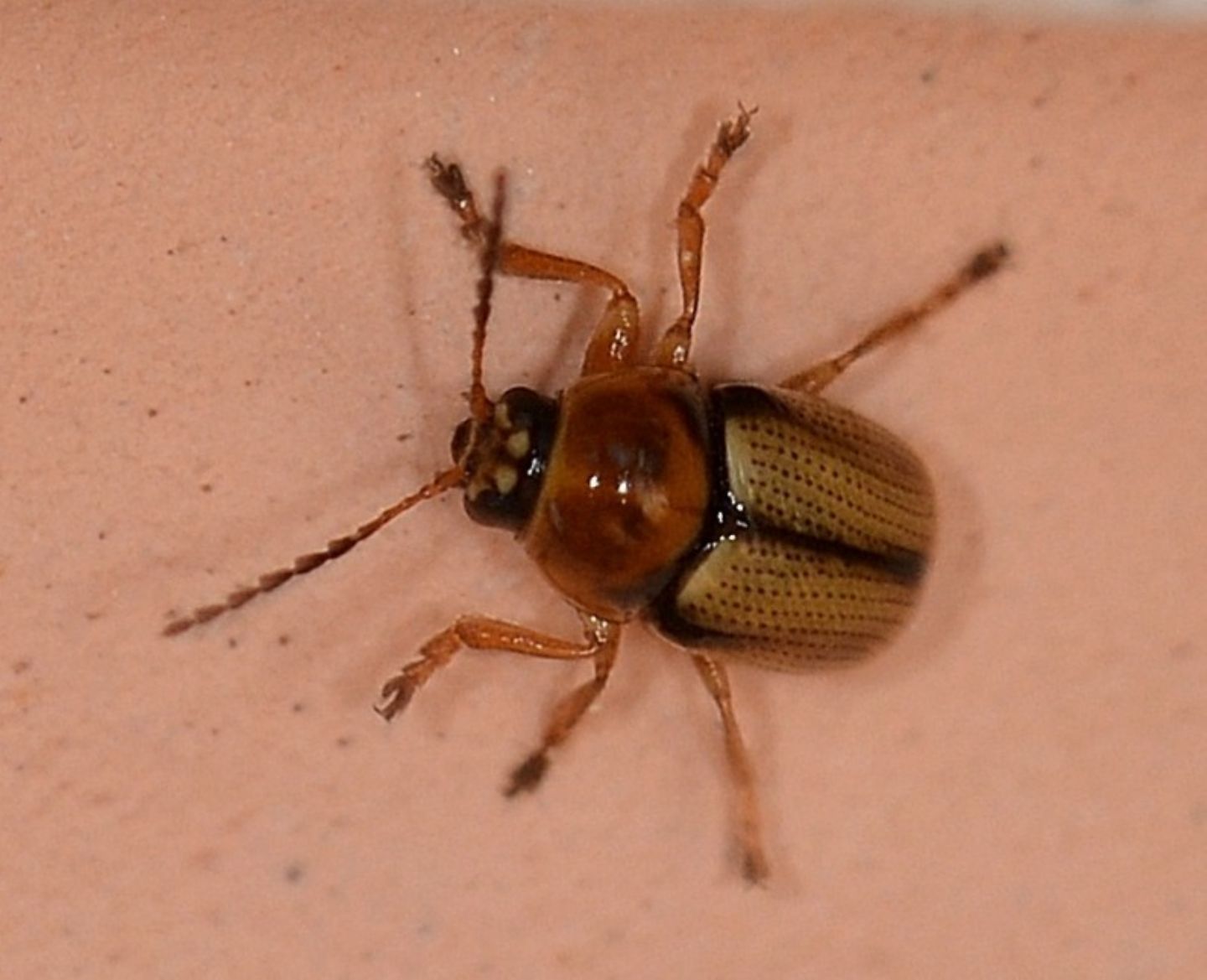 Cryptocephalus fulvus, Chrysomelidae