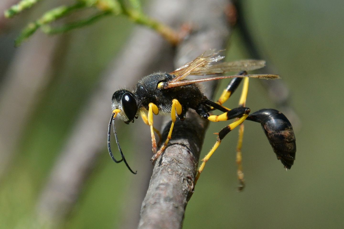 Sardegna , Sceliphron destillatorium, maschio (Sphecidae)