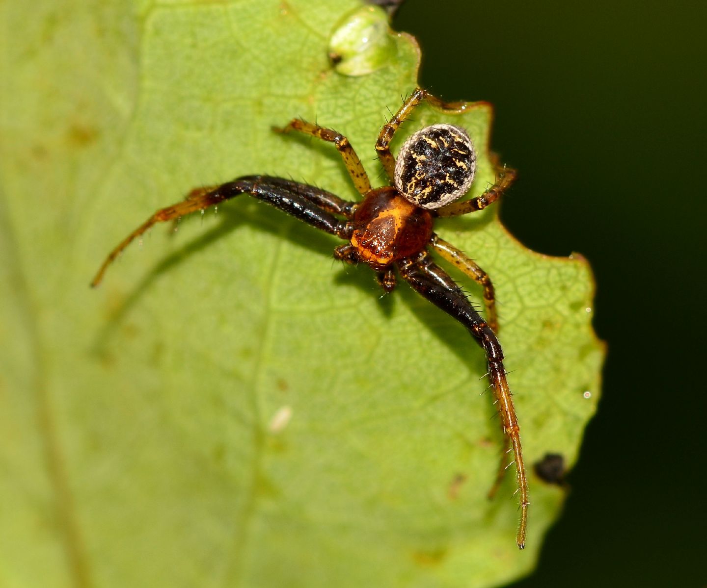 Xysticus cfr. lanio, maschio  - Bannio Anzino (VB)