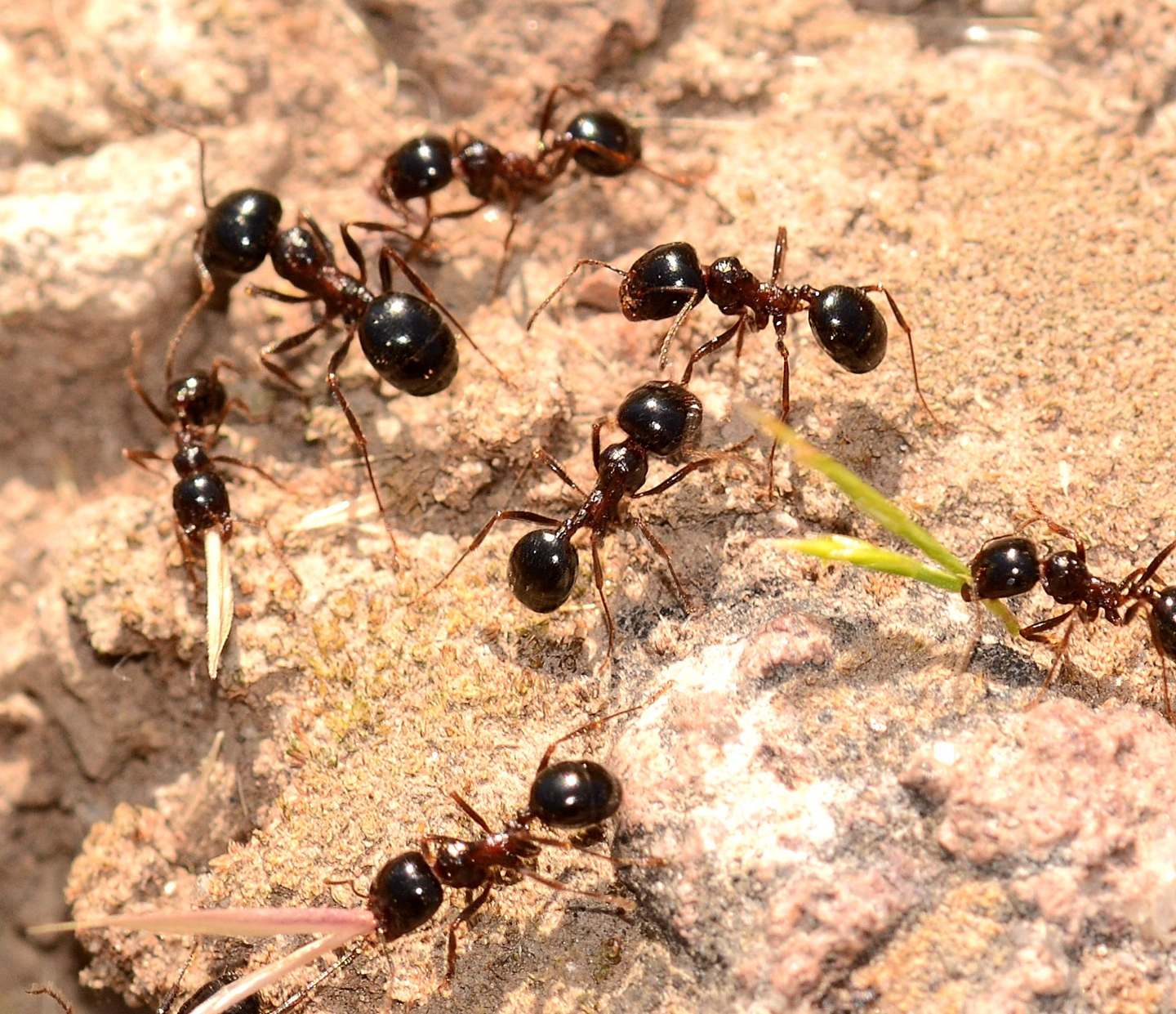 Formicidae: Messor wasmanni (ex M. meridionalis)