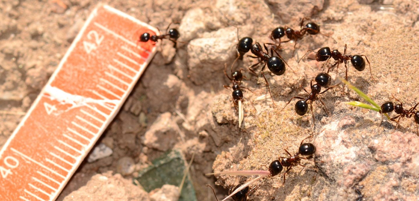 Formicidae: Messor wasmanni (ex M. meridionalis)