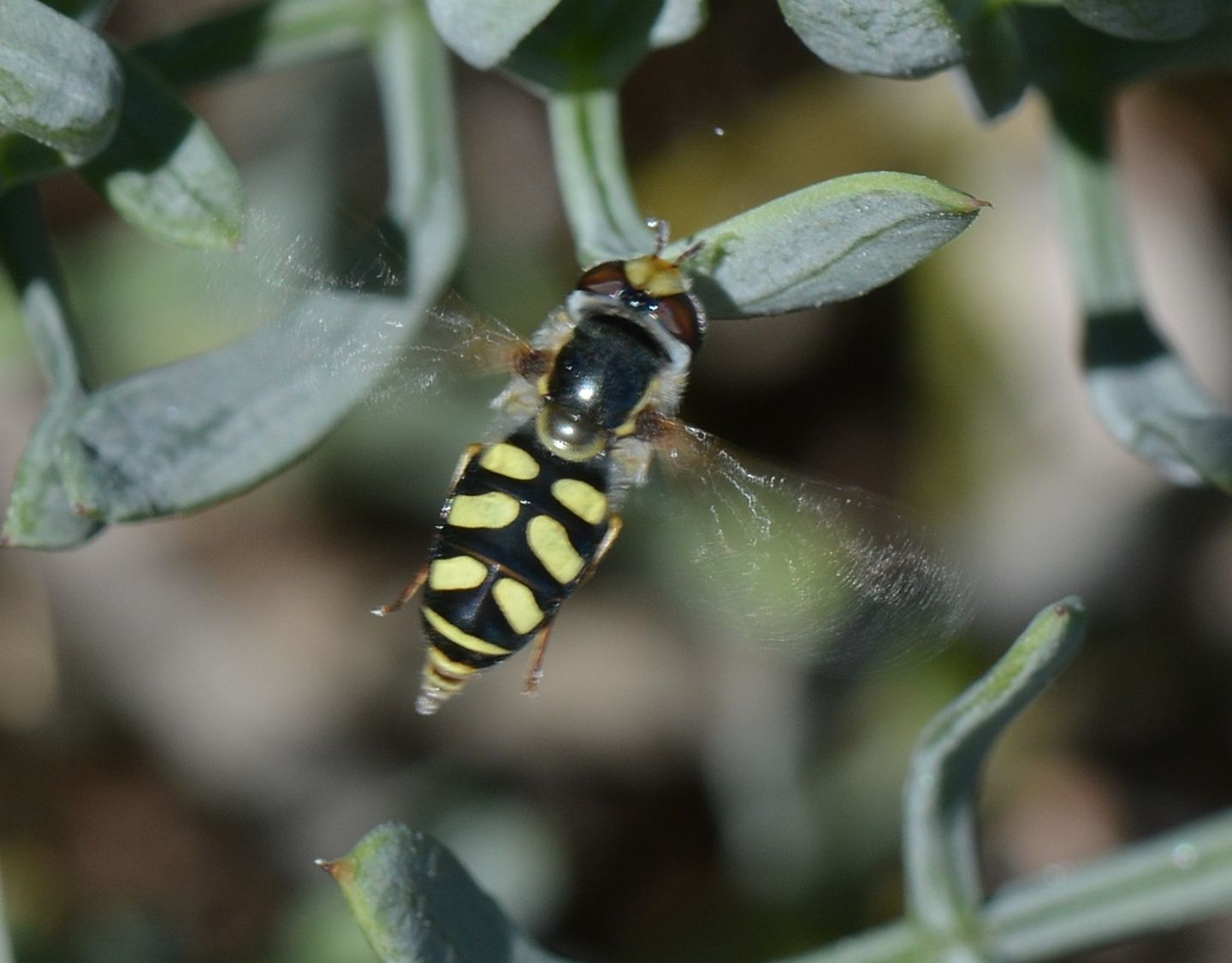 Syrphidae del Giglio: Eupeodes cfr. tirolensis, femmina