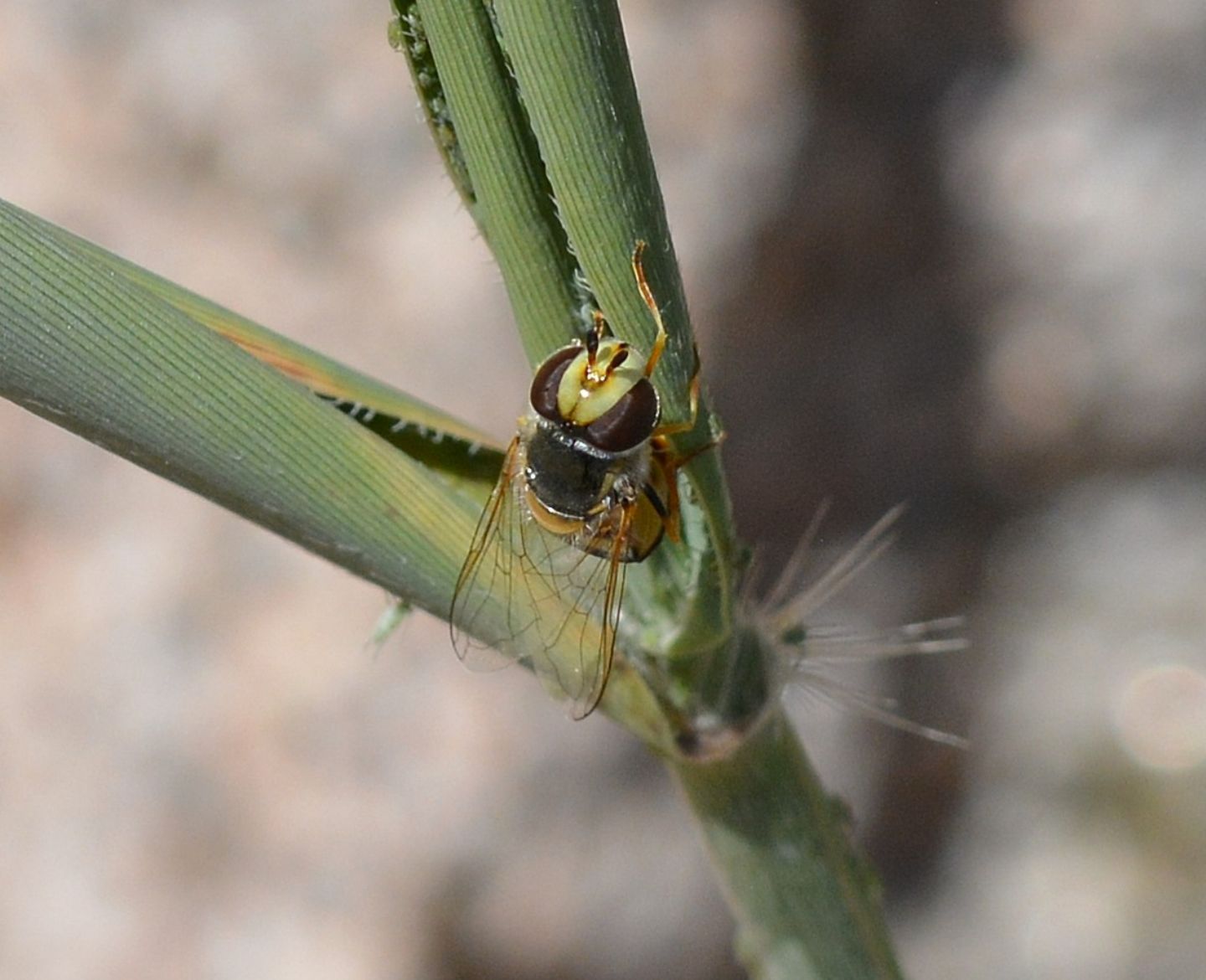 Syrphidae del Giglio: Eupeodes cfr. tirolensis, femmina
