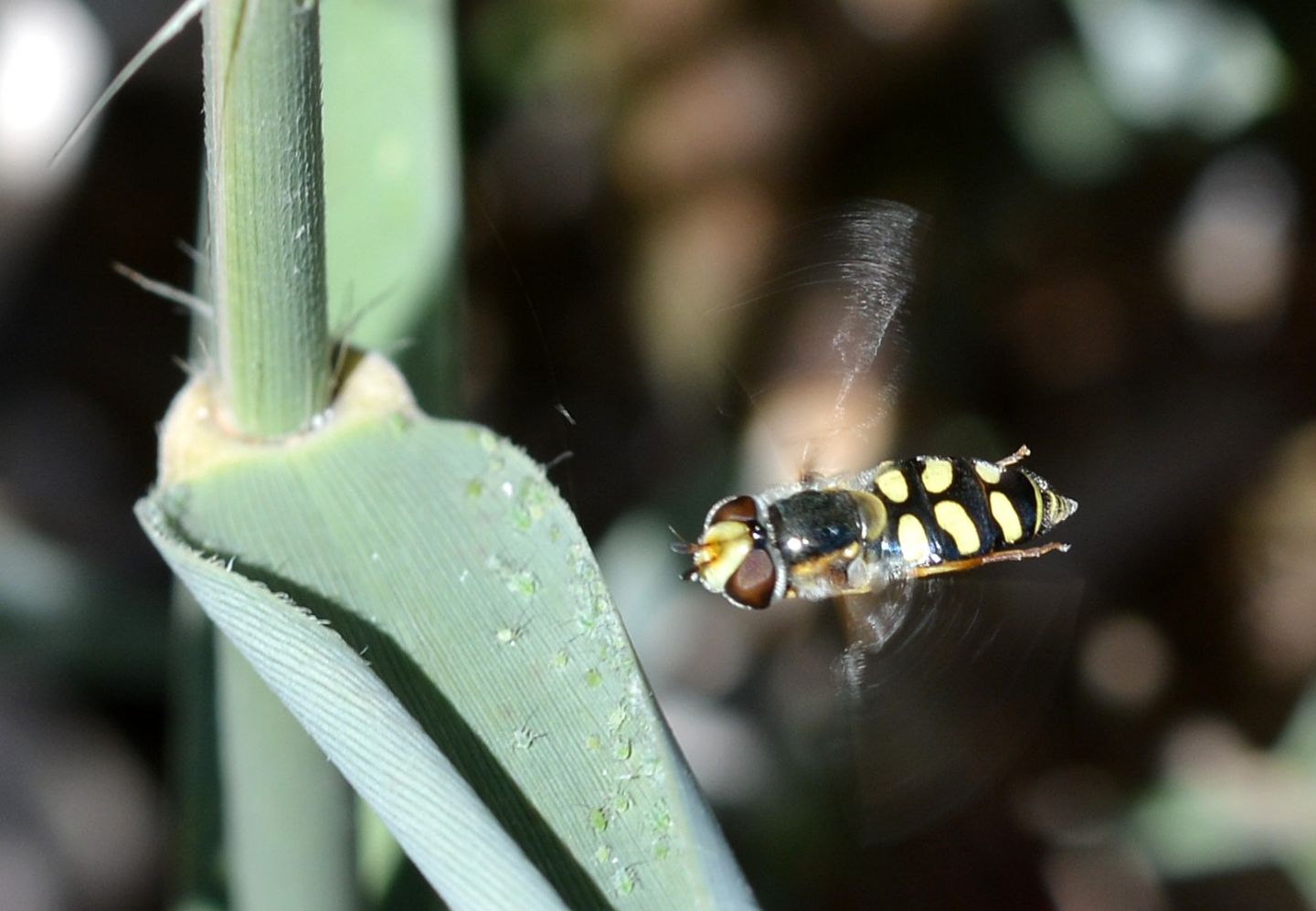 Syrphidae del Giglio: Eupeodes cfr. tirolensis, femmina