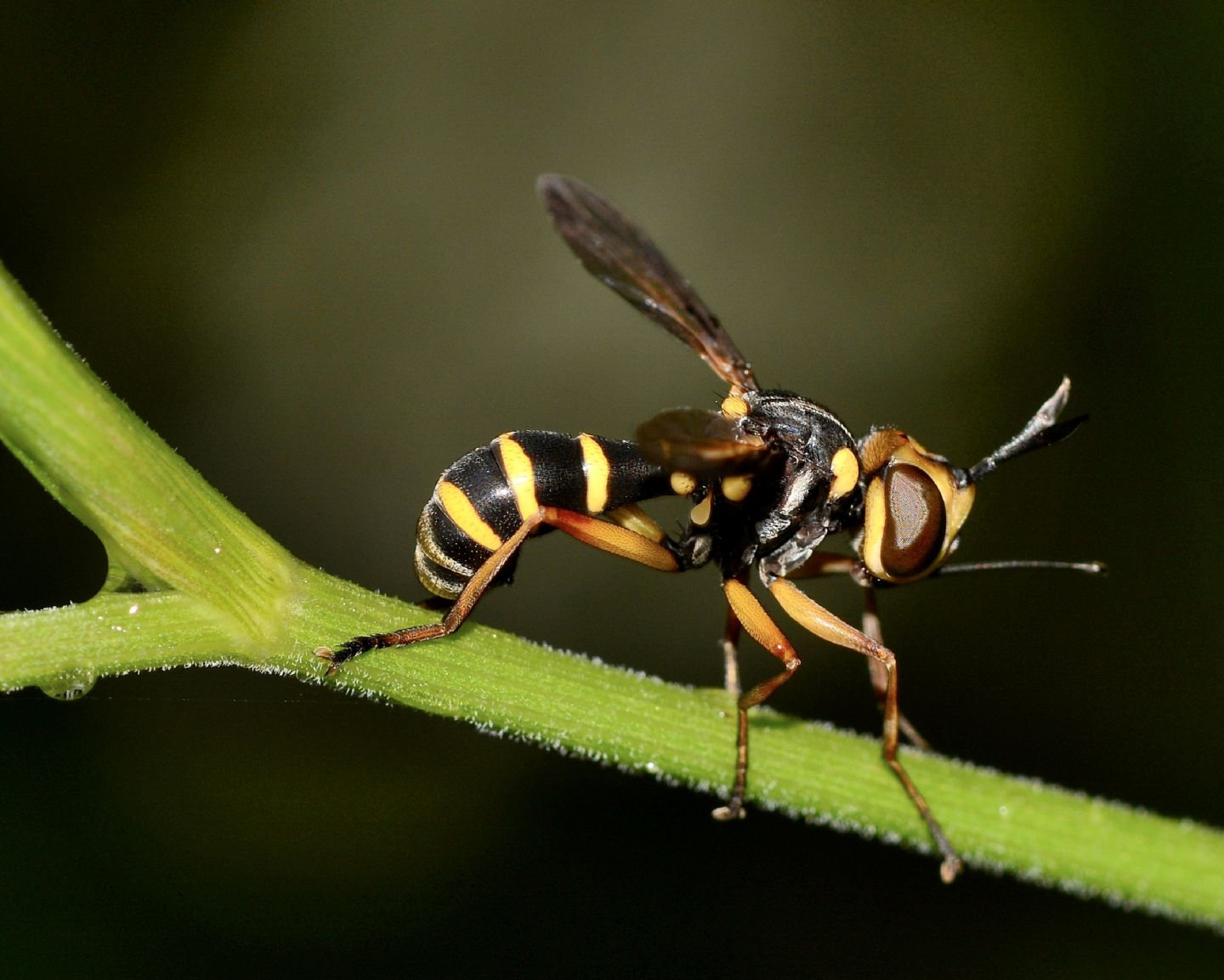 Conopidae: cfr. Physocephala. sp.