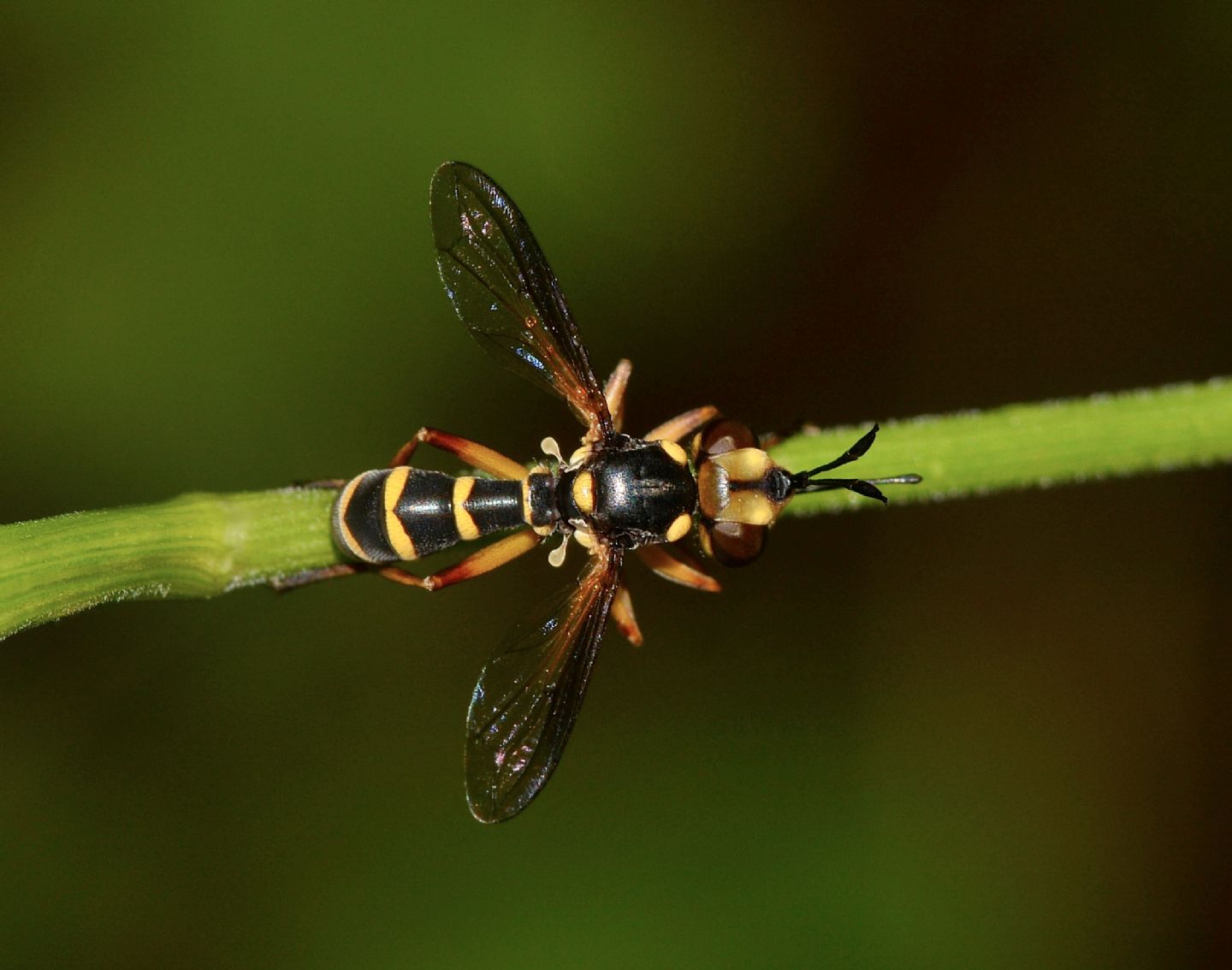 Conopidae: cfr. Physocephala. sp.