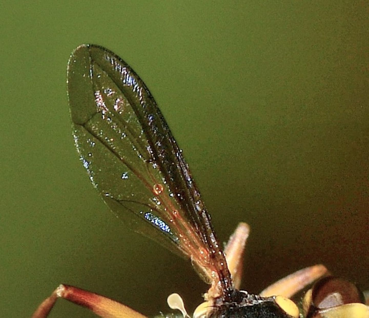 Conopidae: cfr. Physocephala. sp.