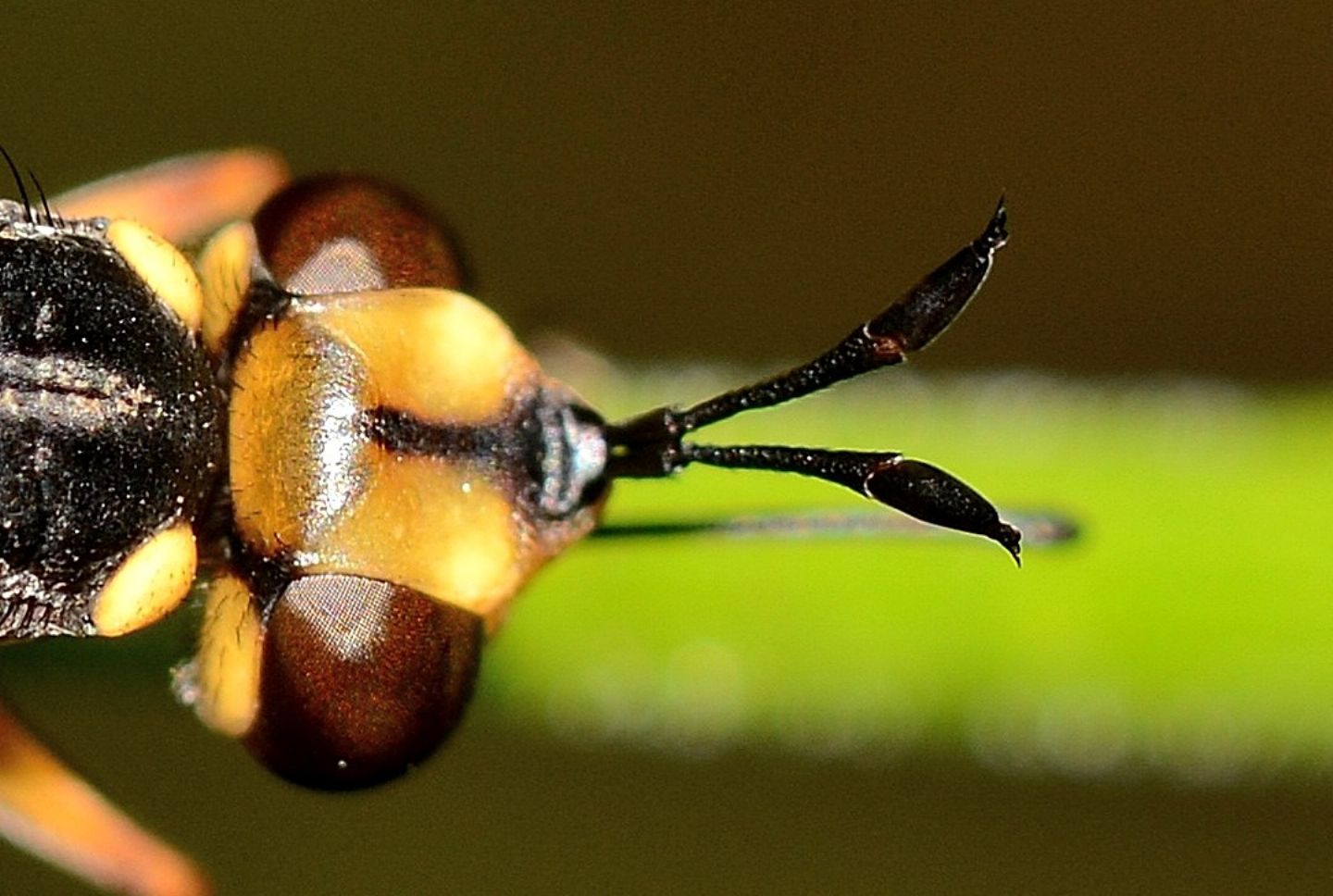 Conopidae: cfr. Physocephala. sp.