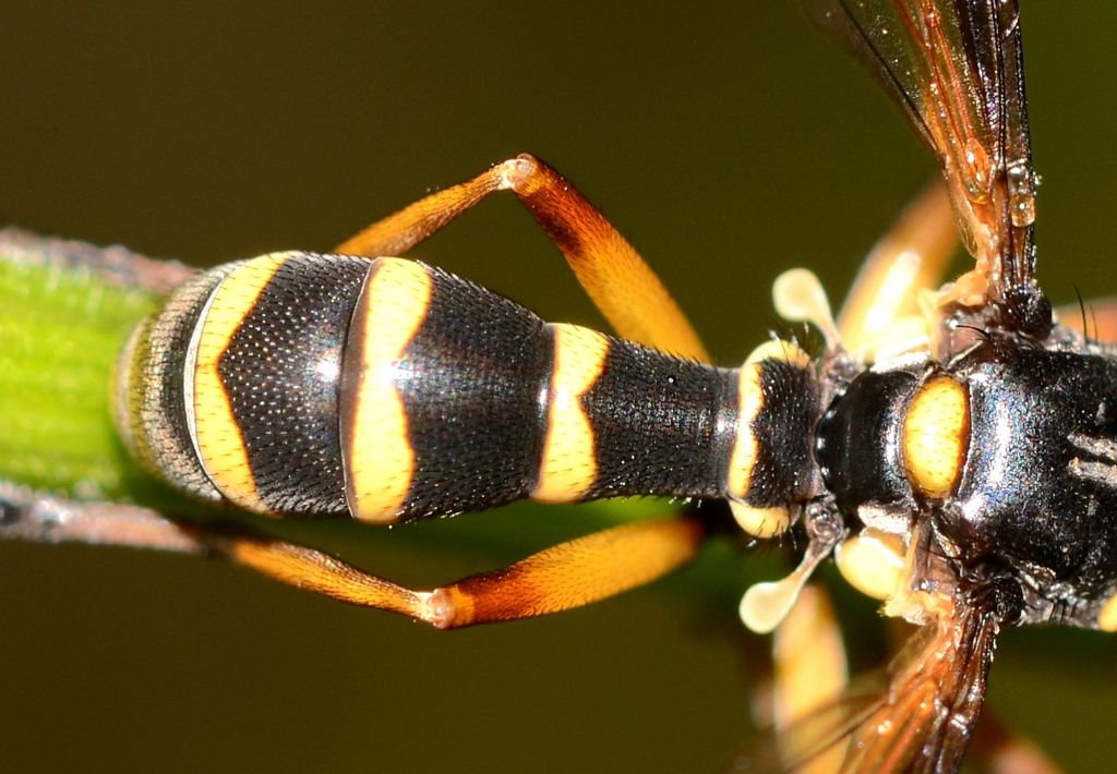 Conopidae: cfr. Physocephala. sp.