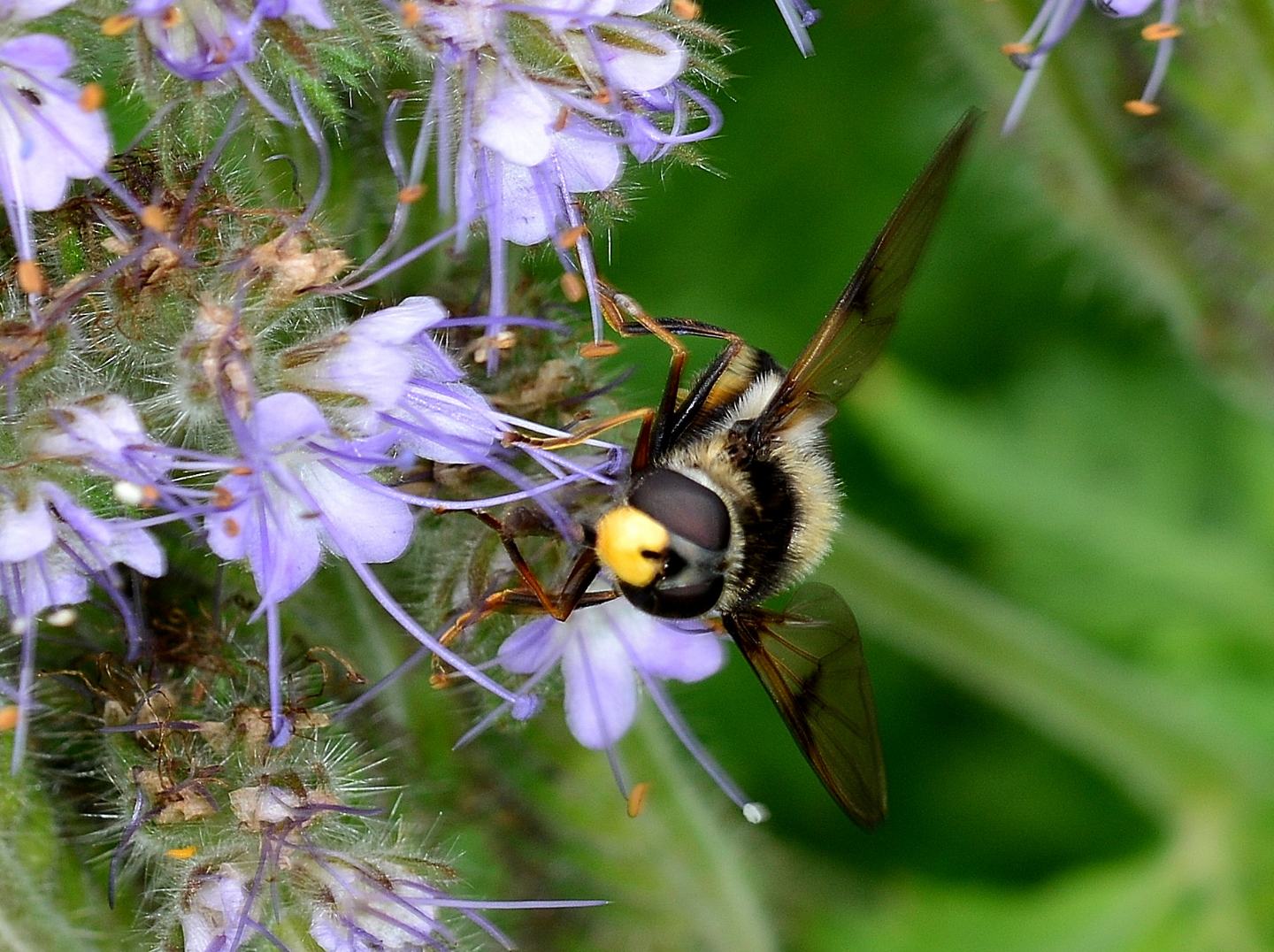 Syrphidae ?  S,  Eriozona syrphoides, femmina