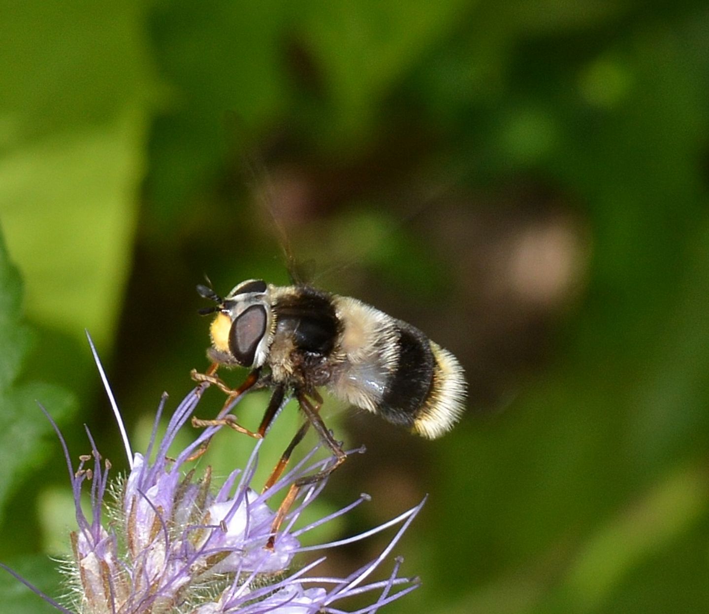 Syrphidae ?  S,  Eriozona syrphoides, femmina