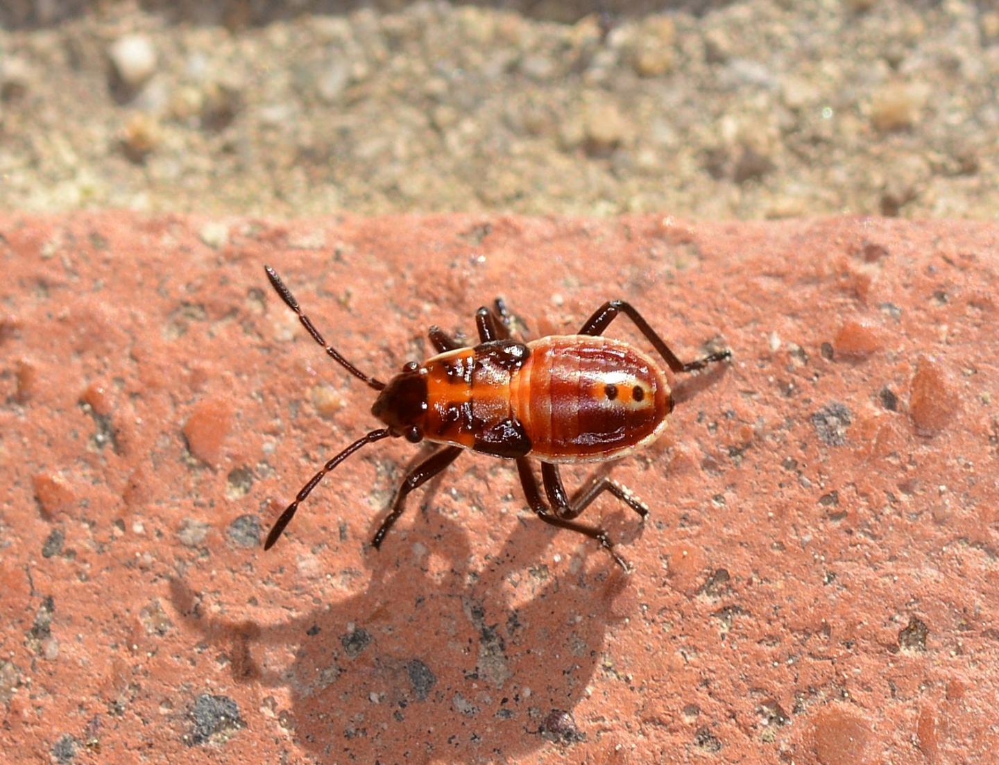 Lygaedae:  ninfa di Spilostethus pandurus