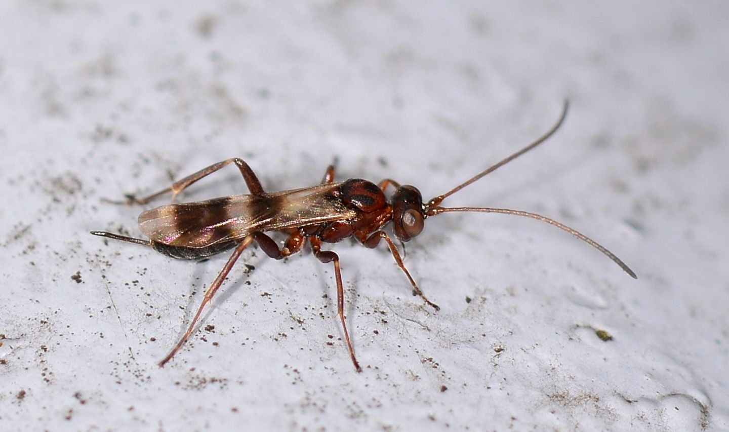 Ichneumonidae:  Gelis sp.