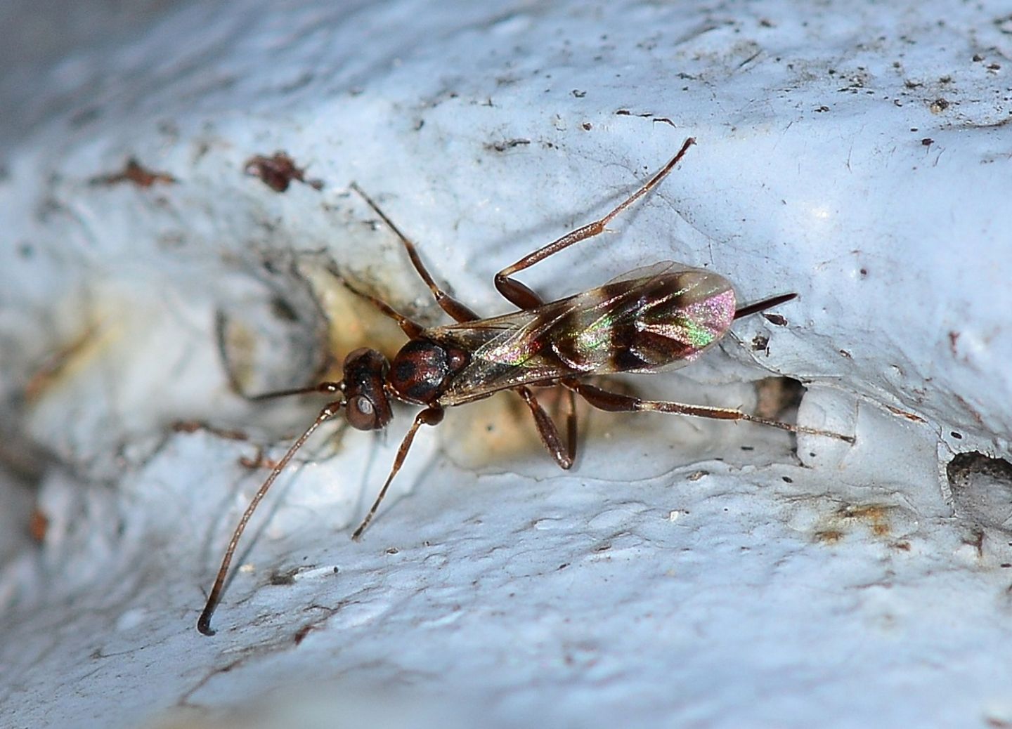 Ichneumonidae:  Gelis sp.