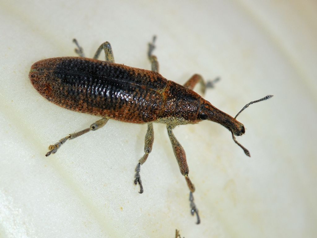 Curculionidae: Lixus (Dilixellus) pulverulentus