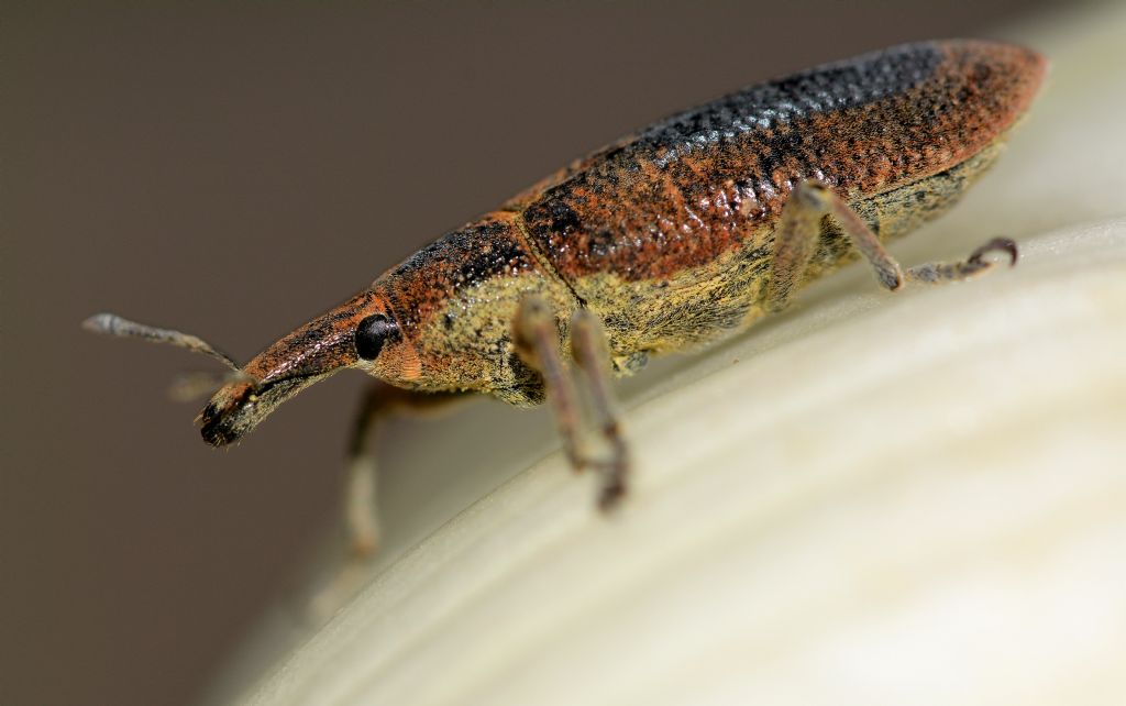 Curculionidae: Lixus (Dilixellus) pulverulentus