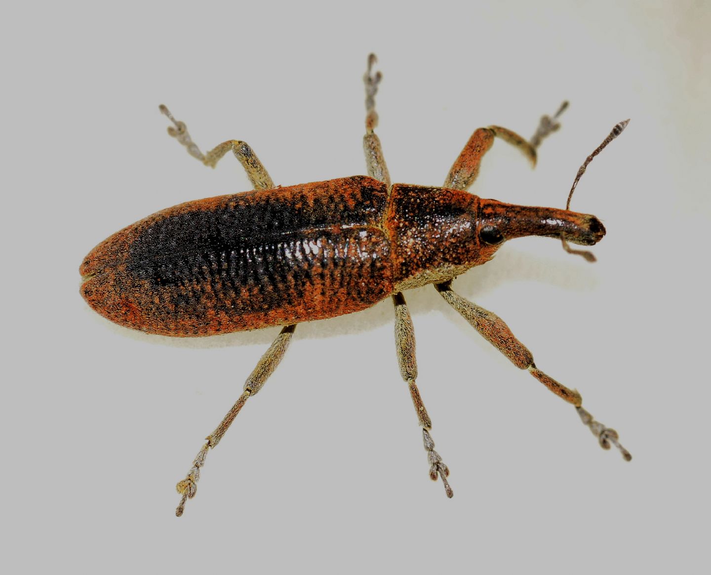 Curculionidae: Lixus (Dilixellus) pulverulentus