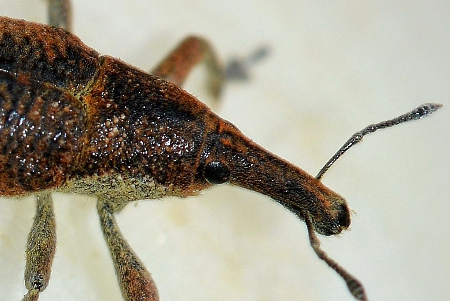 Curculionidae: Lixus (Dilixellus) pulverulentus
