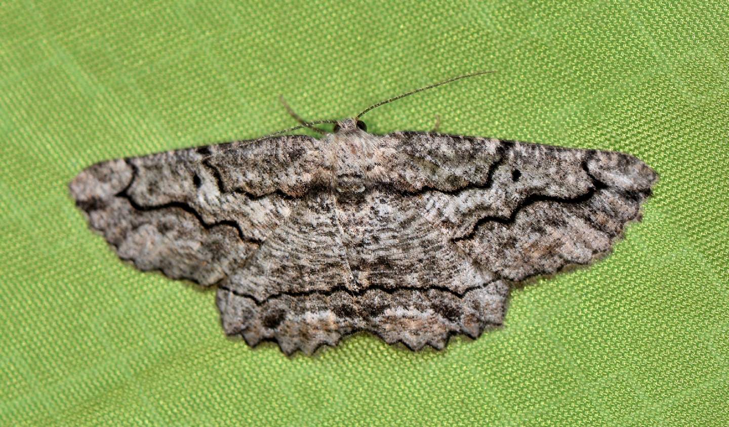 Geometridae da id.  Menophra japygiaria