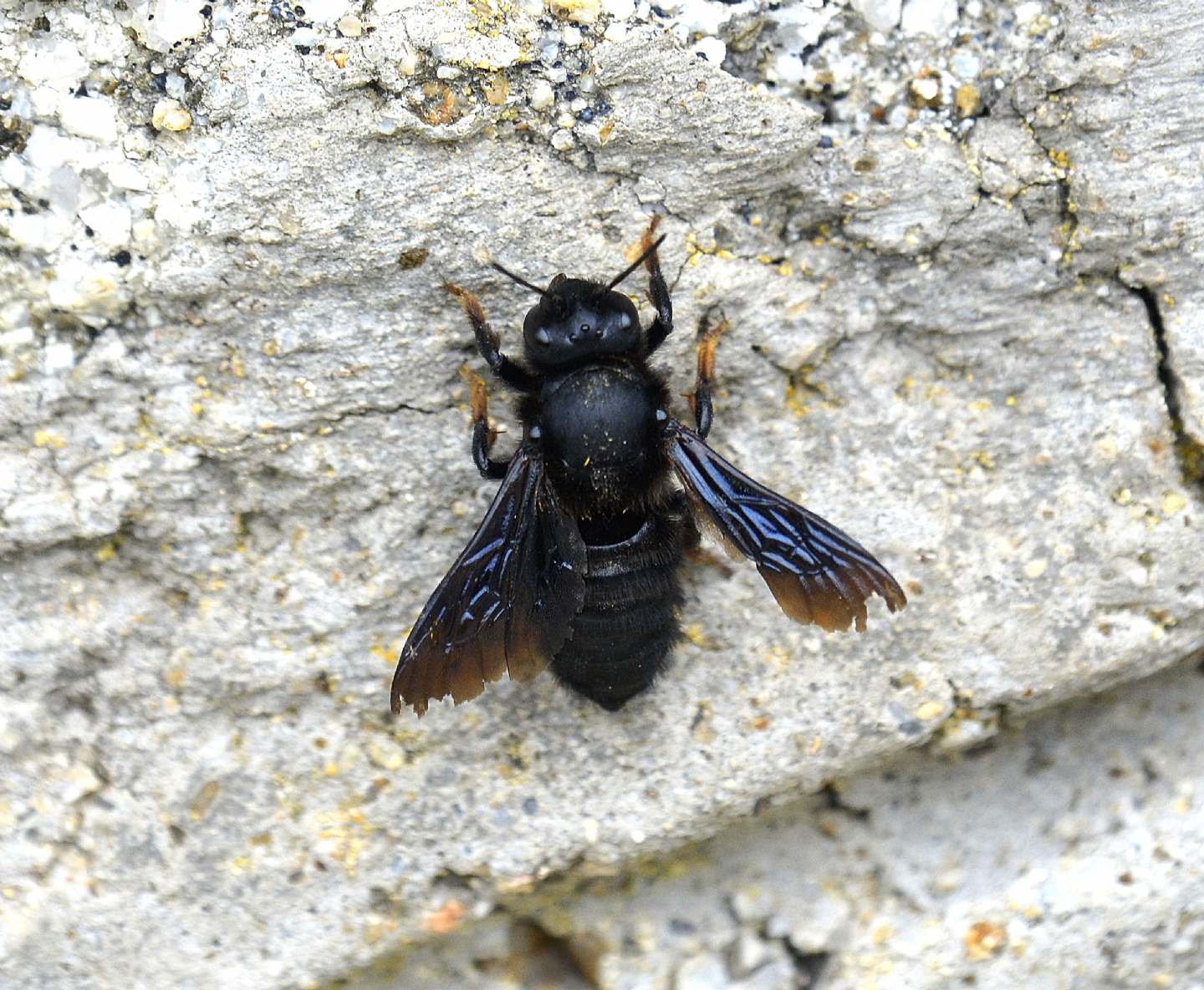 Nero del Giglio: Chalicodoma parietina (Apidae Megachilinae)