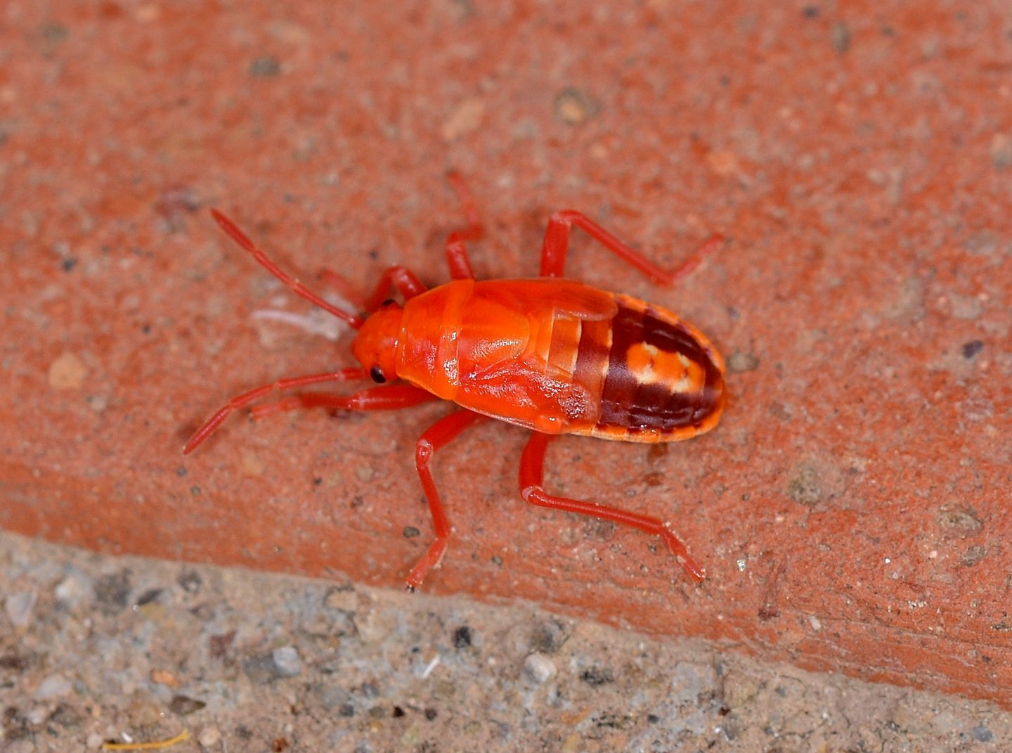 Lygaedae:  ninfa di Spilostethus pandurus