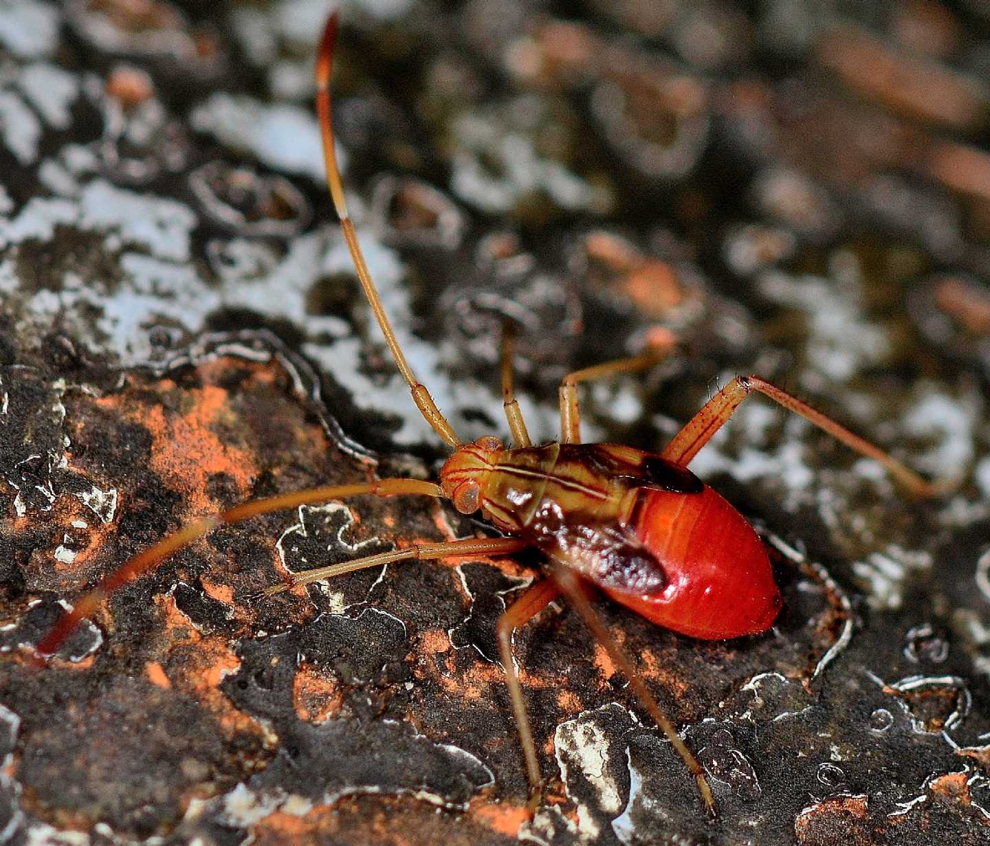 Miridae: ninfa di Megacoelum beckeri