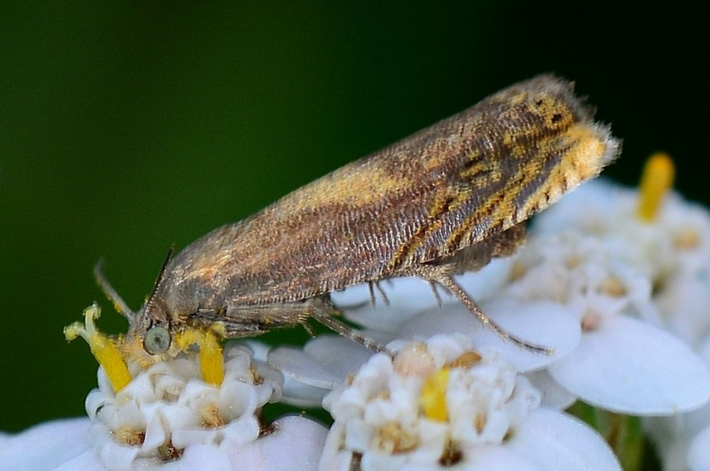 Farfallina da id: Dichrorampha vancouverana (Cfr), Tortricidae