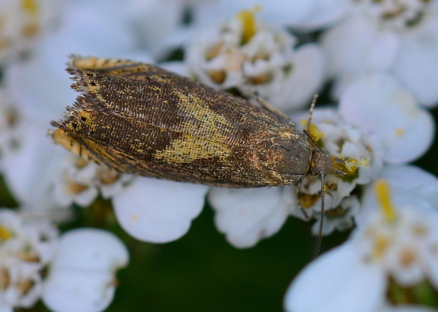 Farfallina da id: Dichrorampha vancouverana (Cfr), Tortricidae
