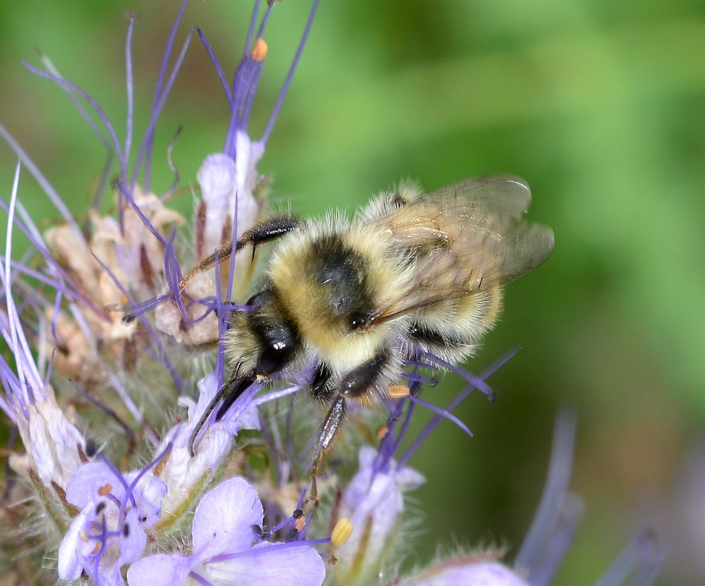 Bombus sylvarum ?  S !