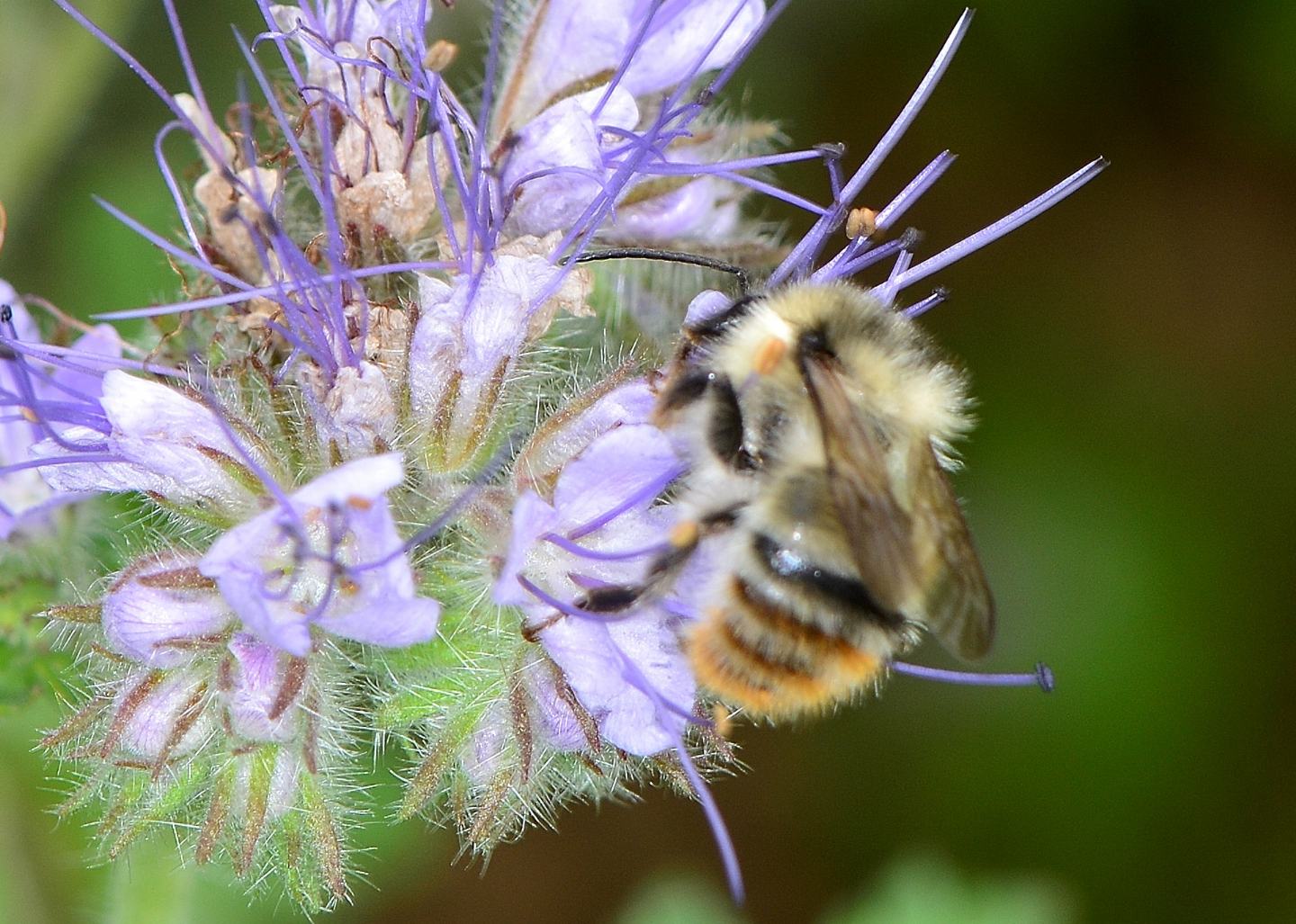 Bombus sylvarum ?  S !