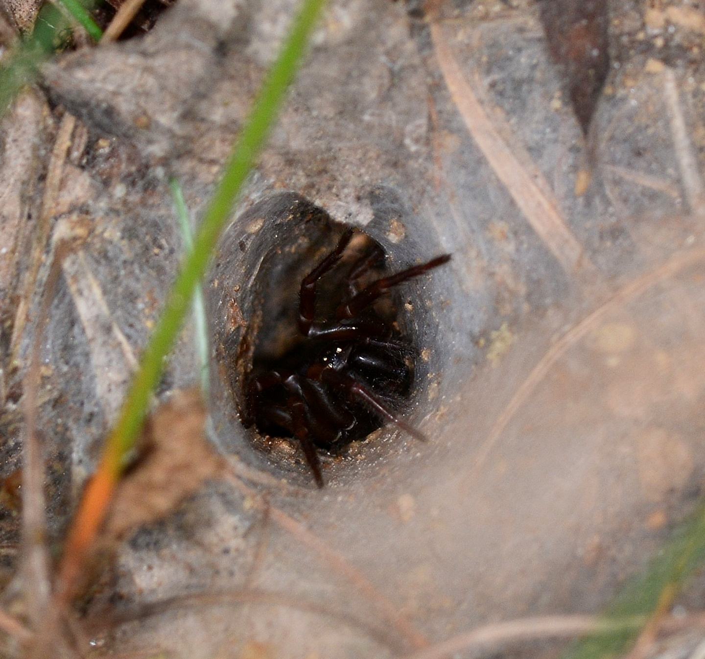 cosa si nasconde ? Agelenidae: Coelotes sp.  - Val di Rabbi (TN) TN