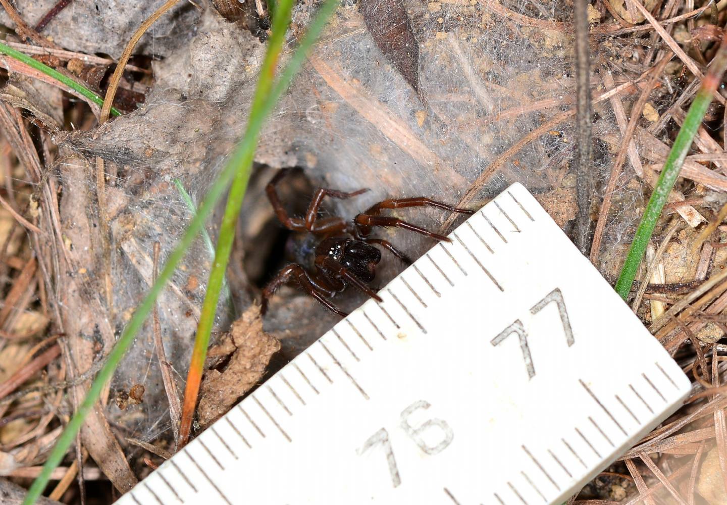 cosa si nasconde ? Agelenidae: Coelotes sp.  - Val di Rabbi (TN) TN