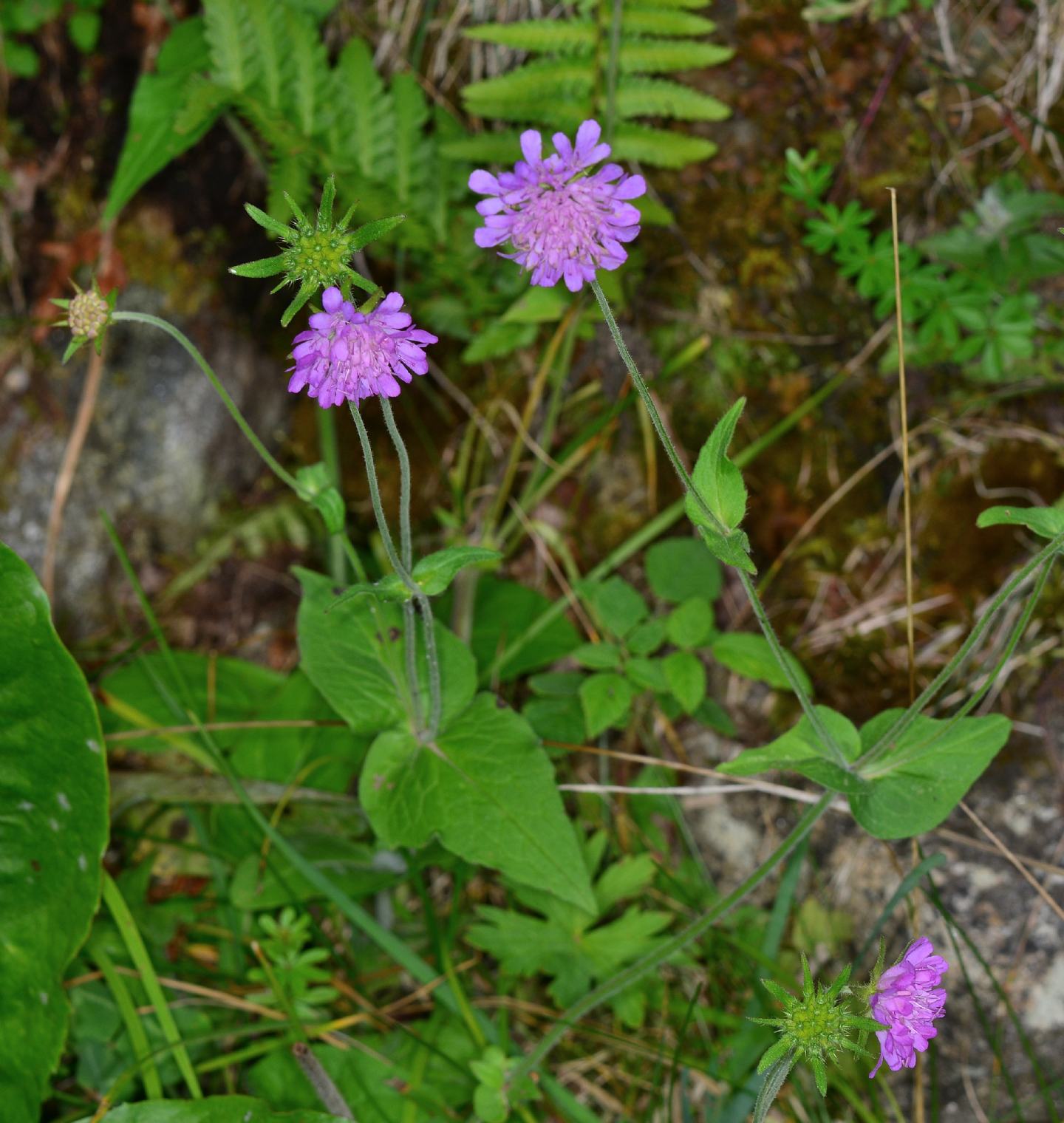 Knautia da id