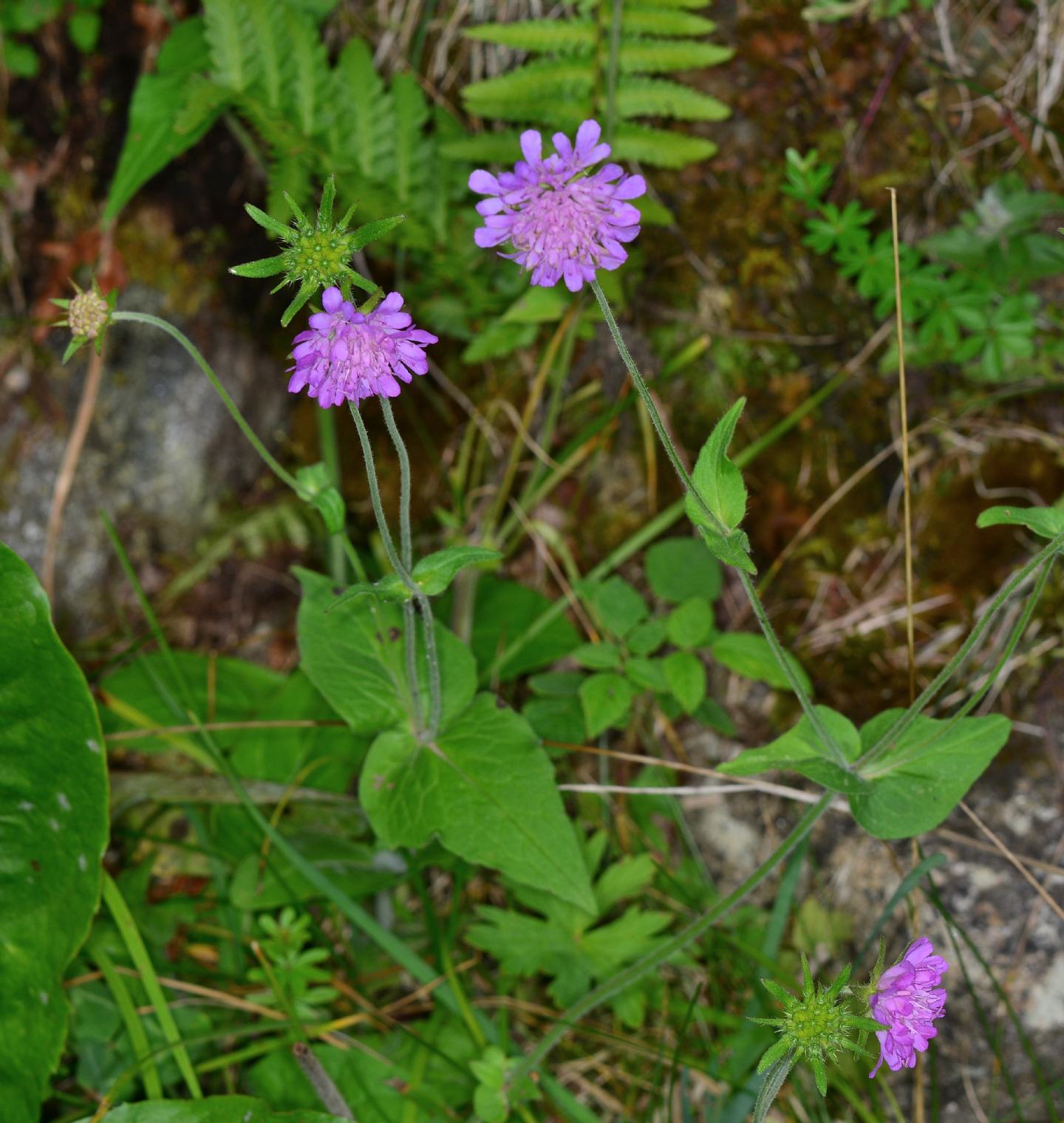 Knautia da id