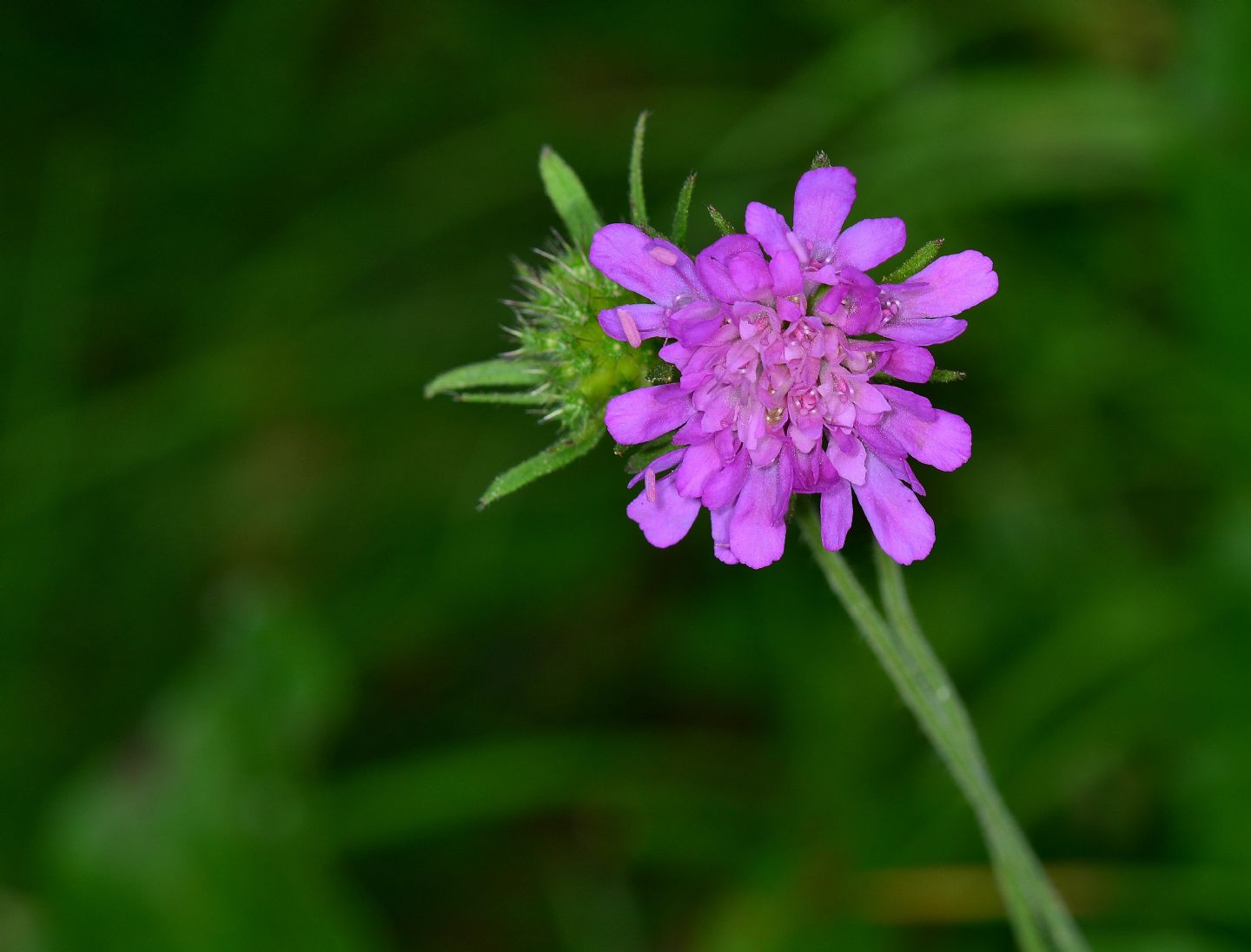 Knautia da id