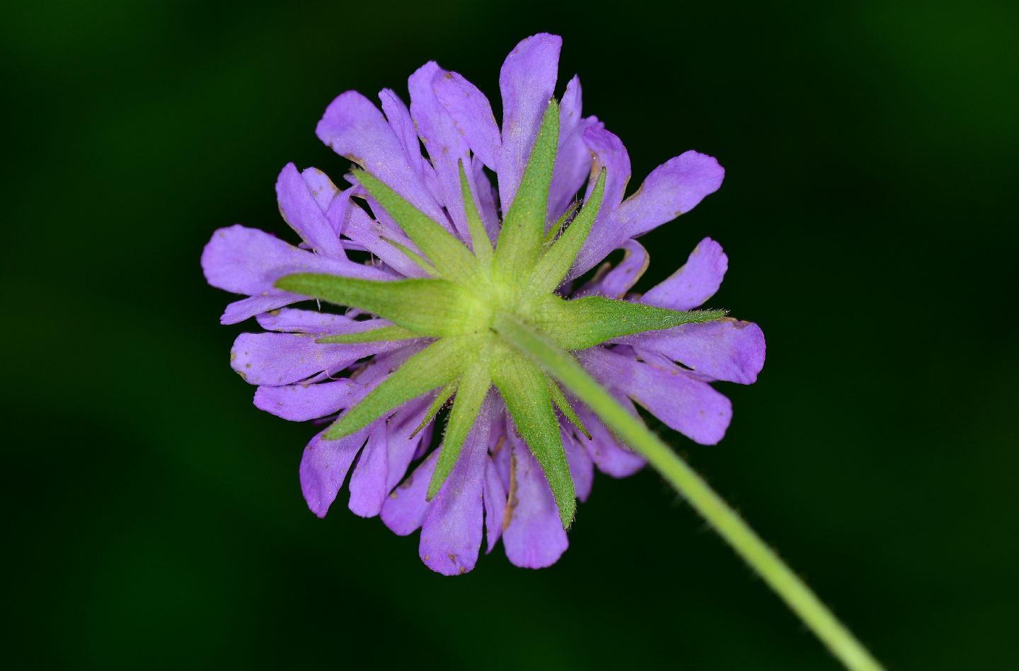 Knautia da id