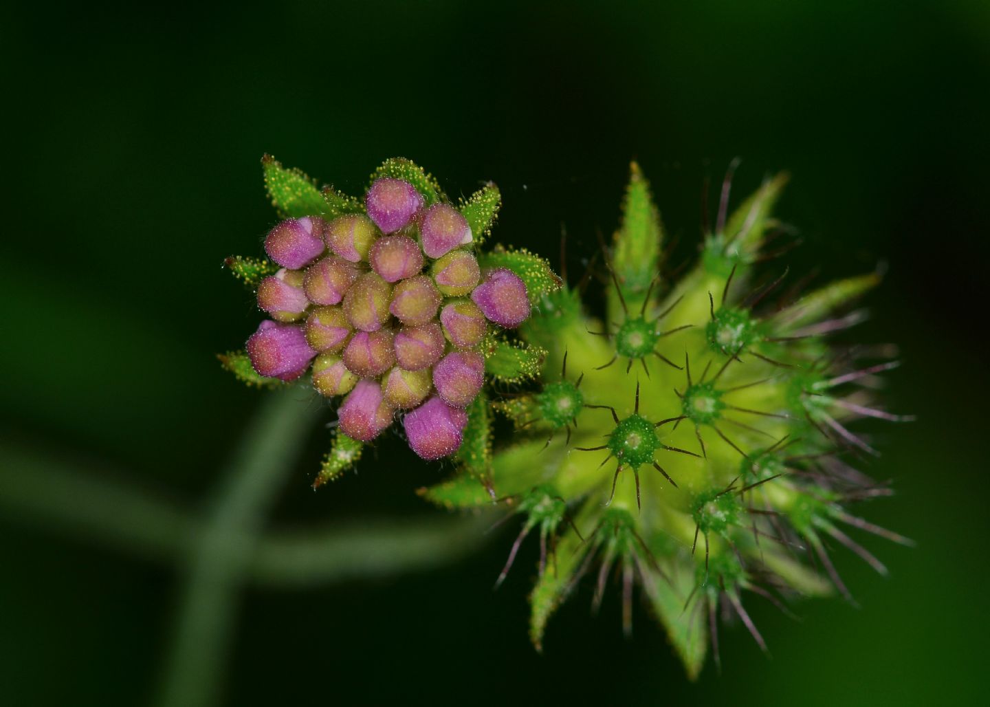 Knautia da id