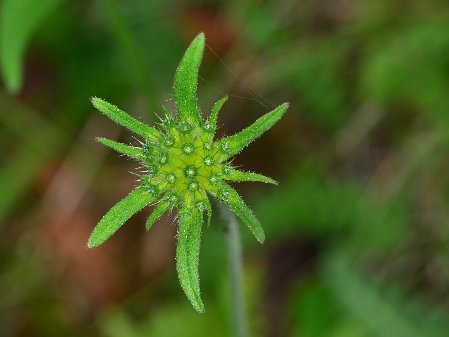 Knautia da id