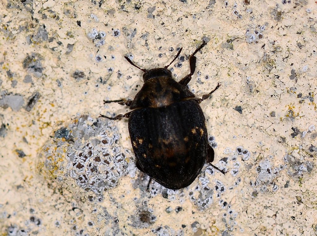 Byrrhus pustulatus, Byrrhidae