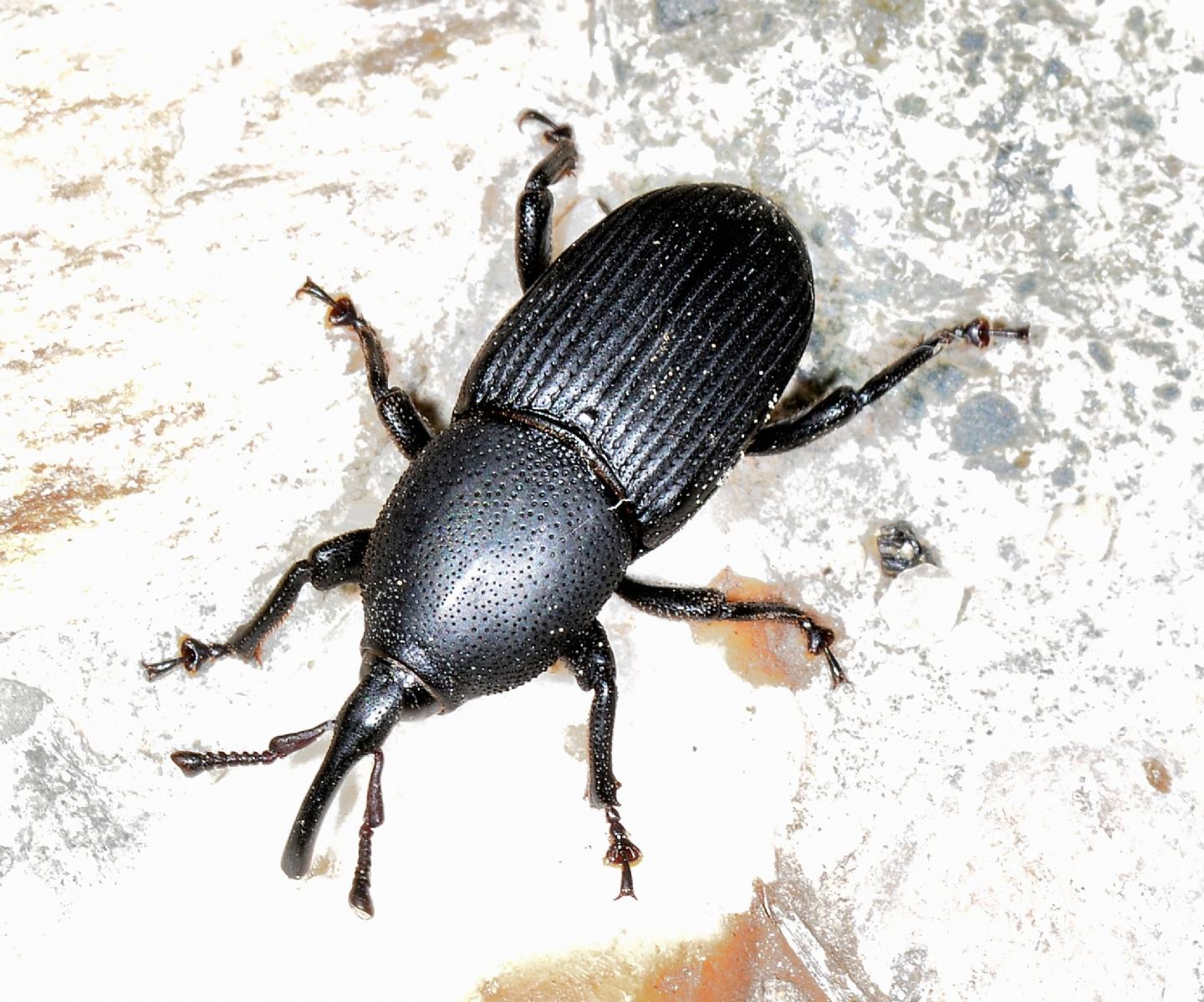 Curculionidae?  No, Dryophthoridae: Scyphophorus acupunctatus