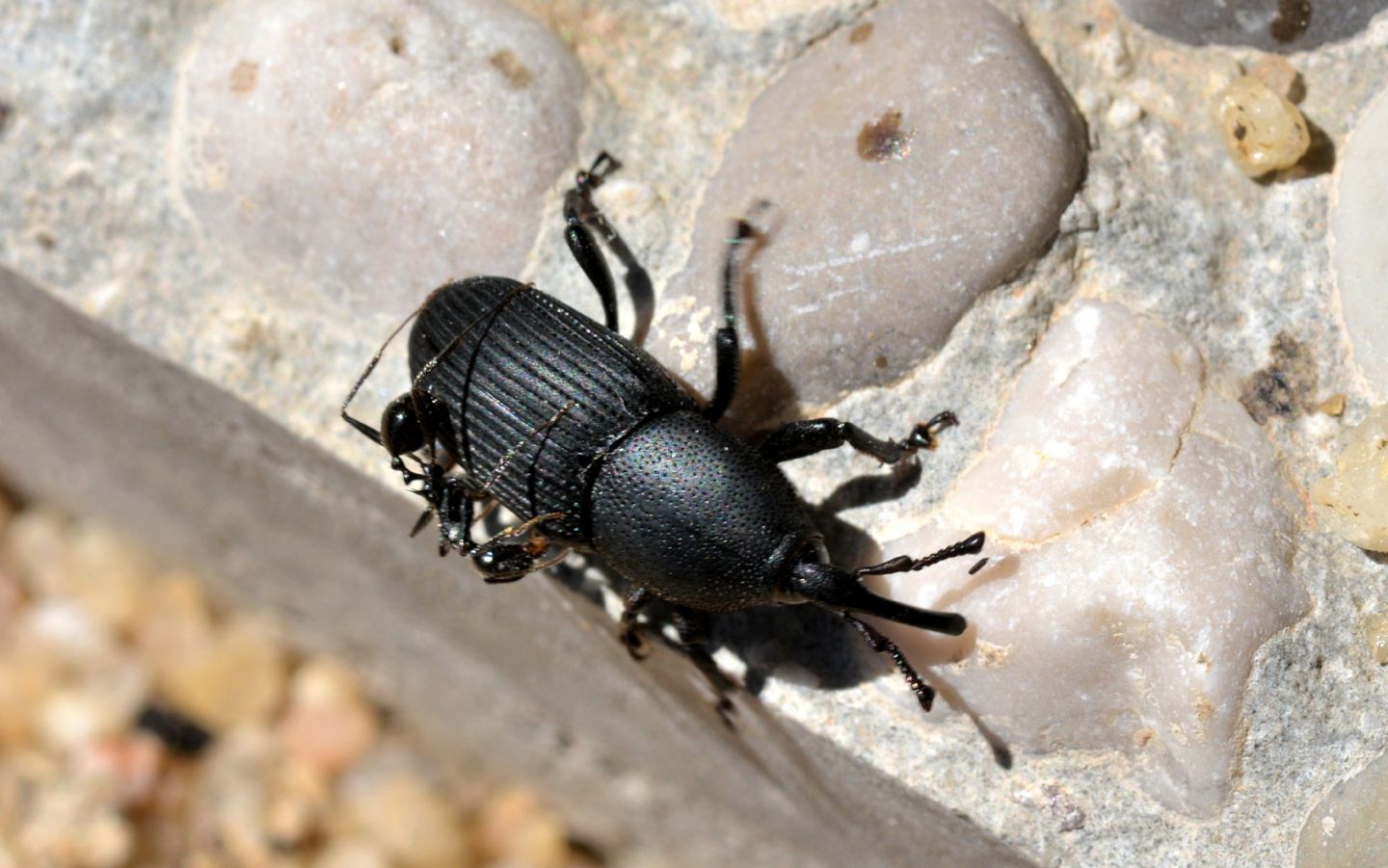 Curculionidae?  No, Dryophthoridae: Scyphophorus acupunctatus